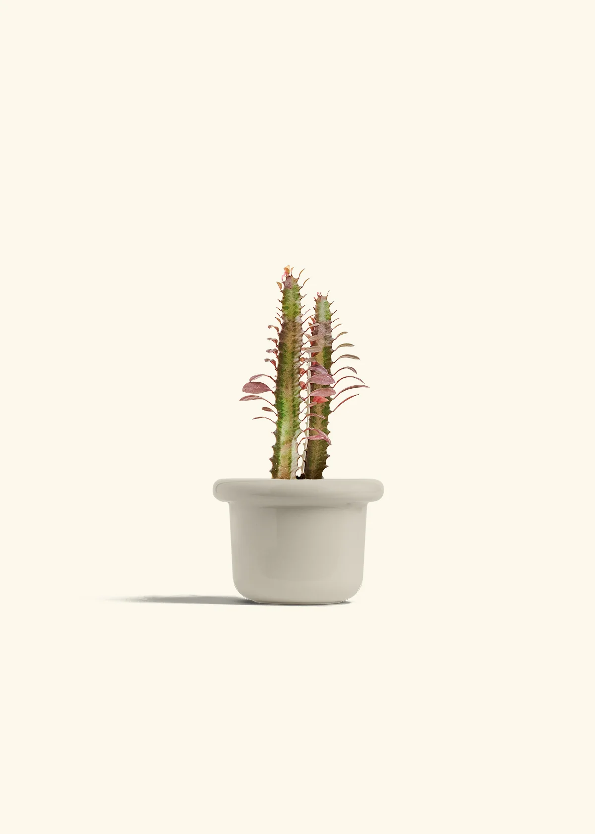 African Milk Tree - Image 12