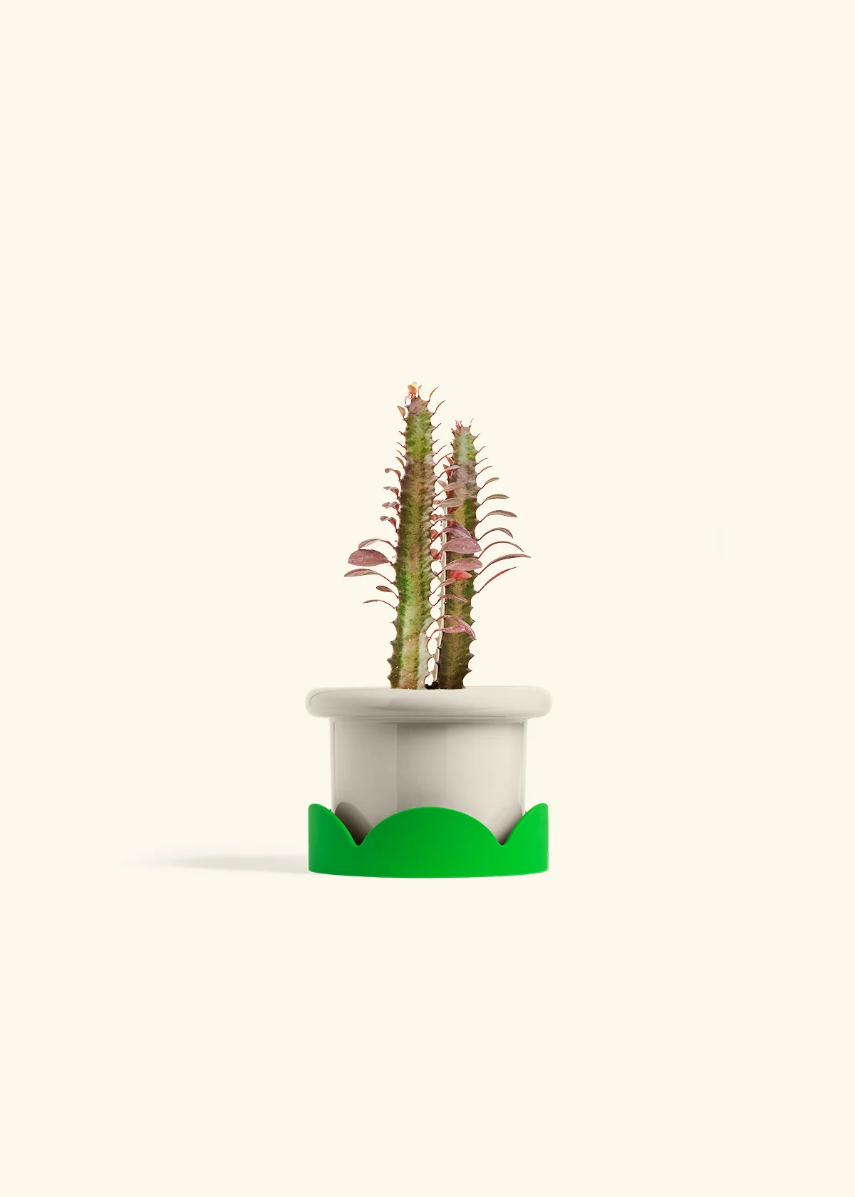African Milk Tree - Image 13