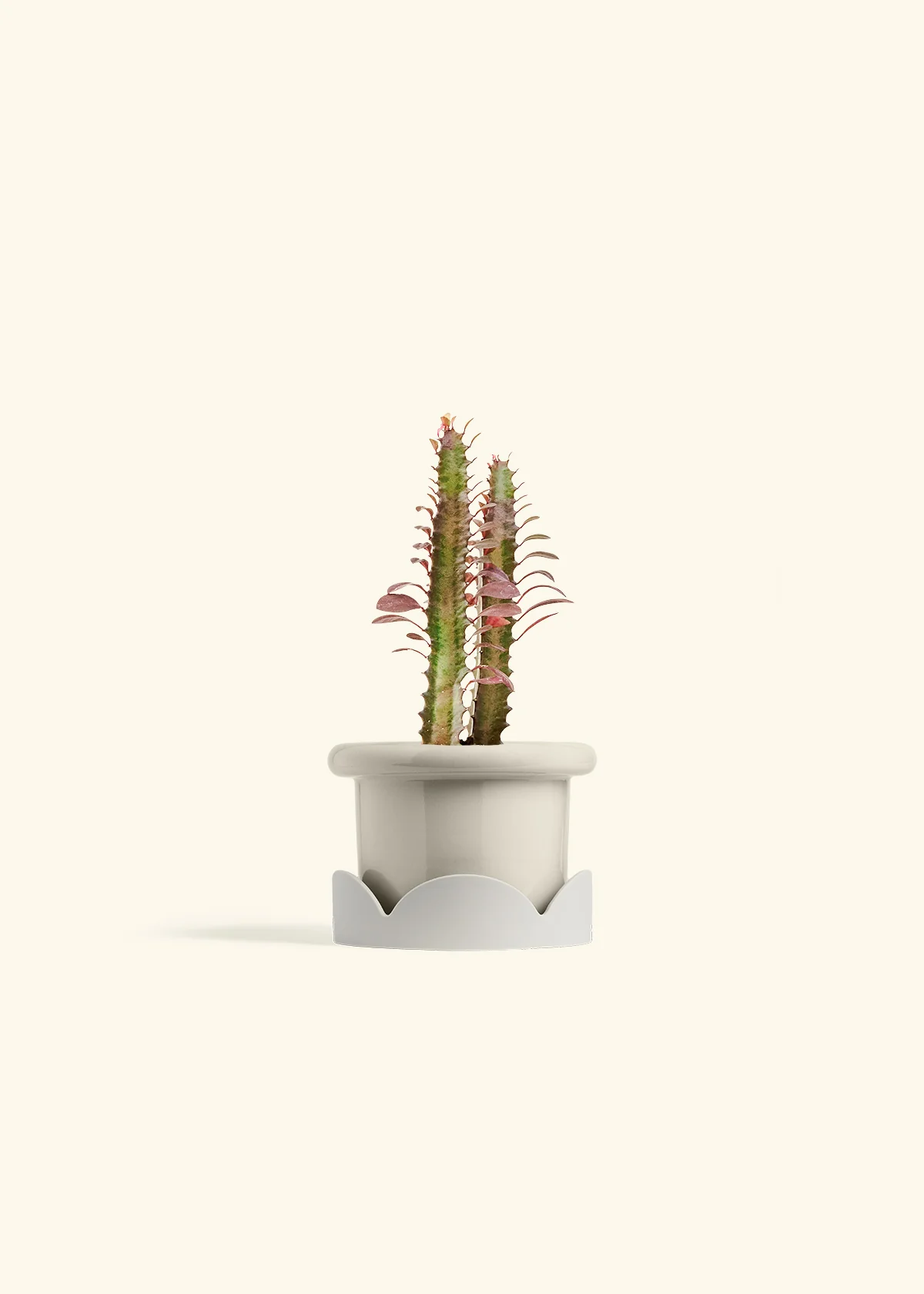 African Milk Tree - Image 14