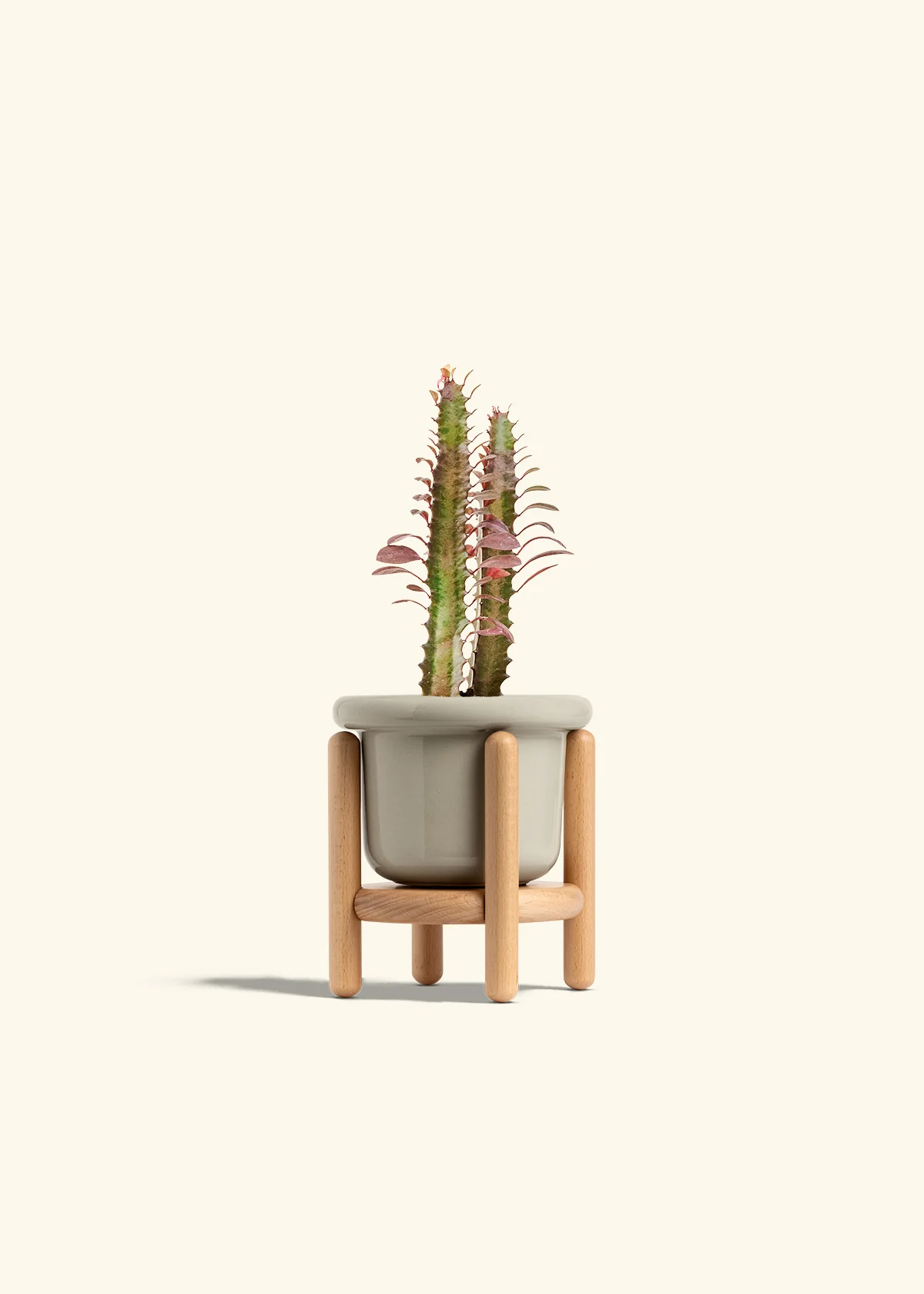 African Milk Tree - Image 15