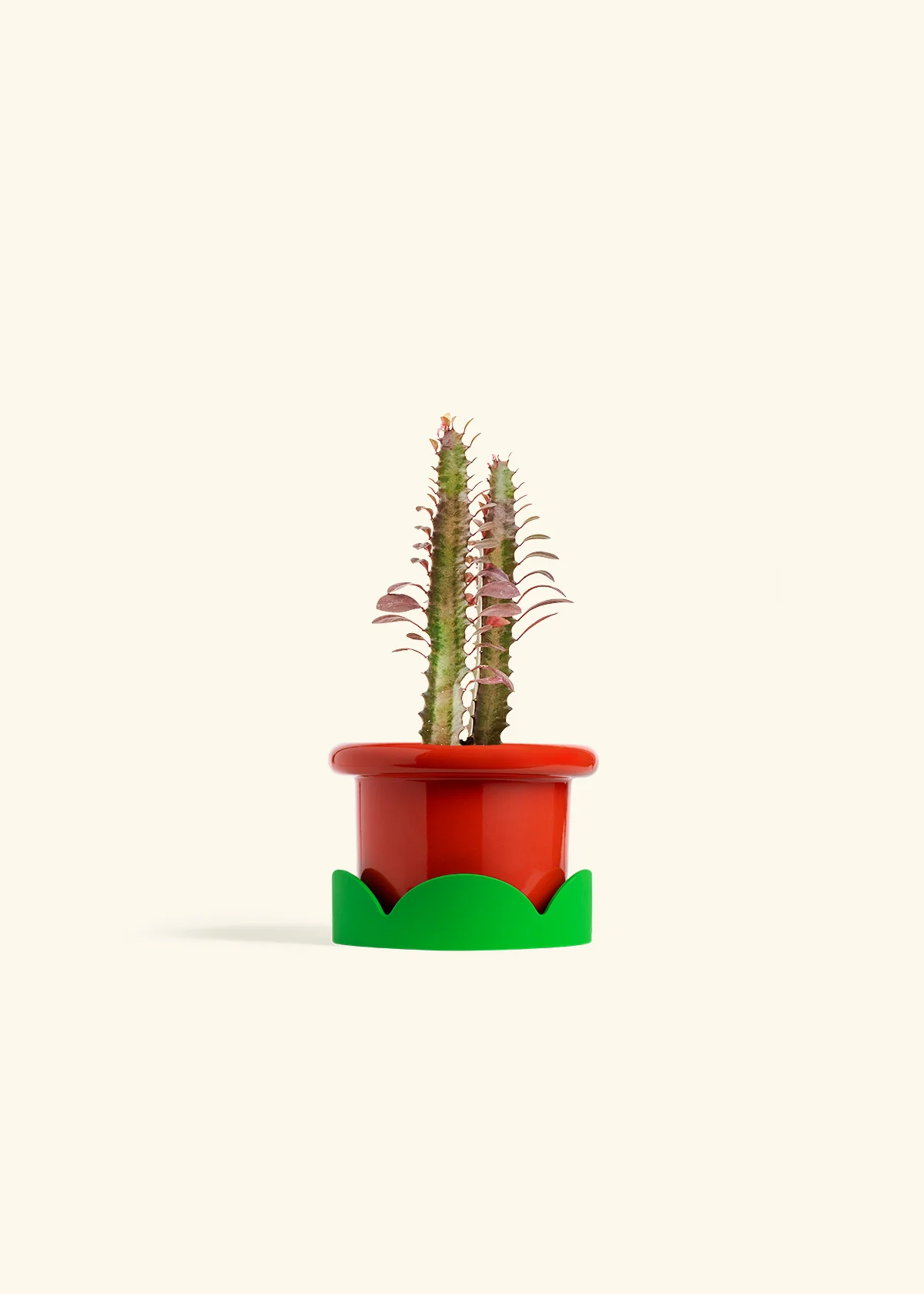 African Milk Tree - Image 17