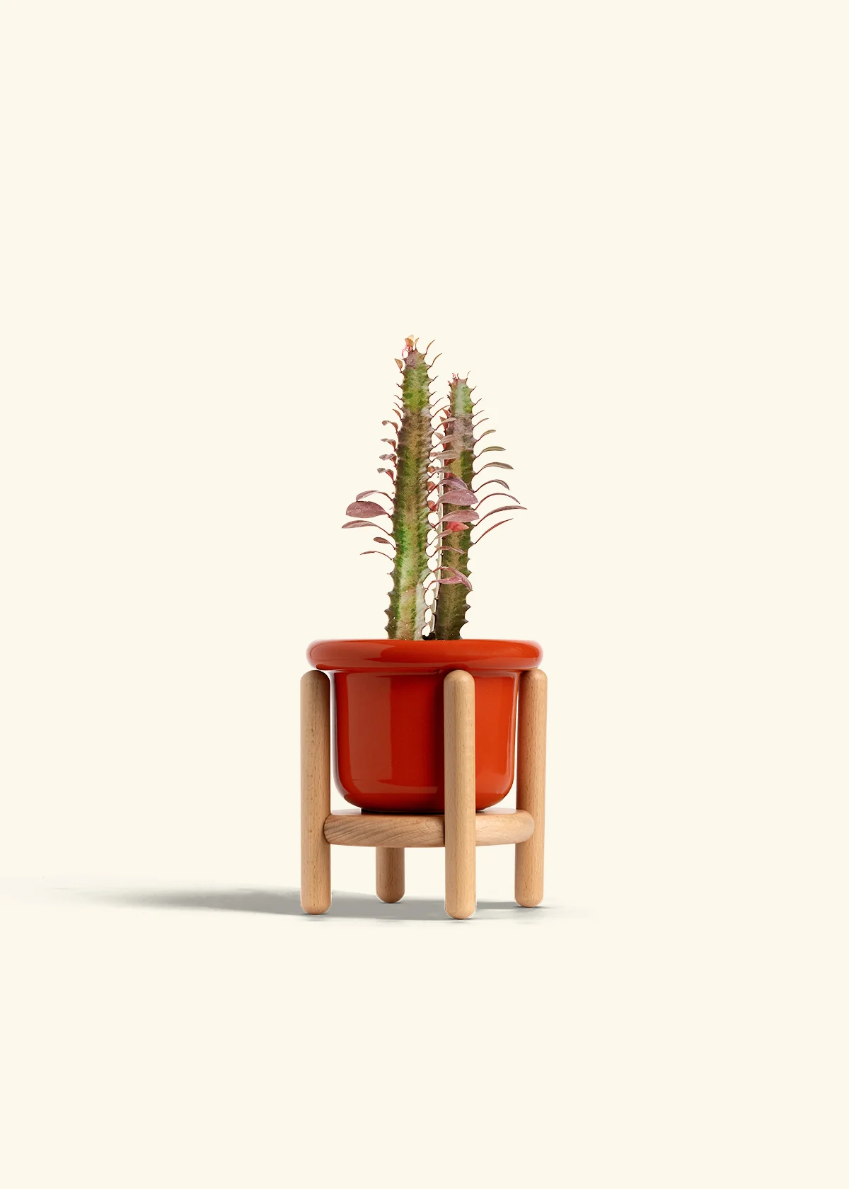 African Milk Tree - Image 19