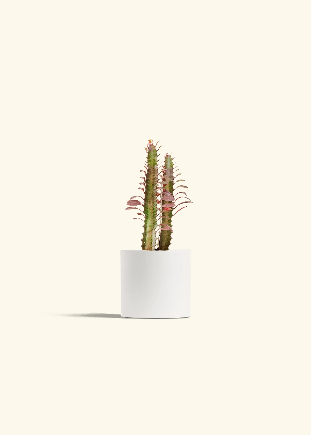 African Milk Tree - Image 20