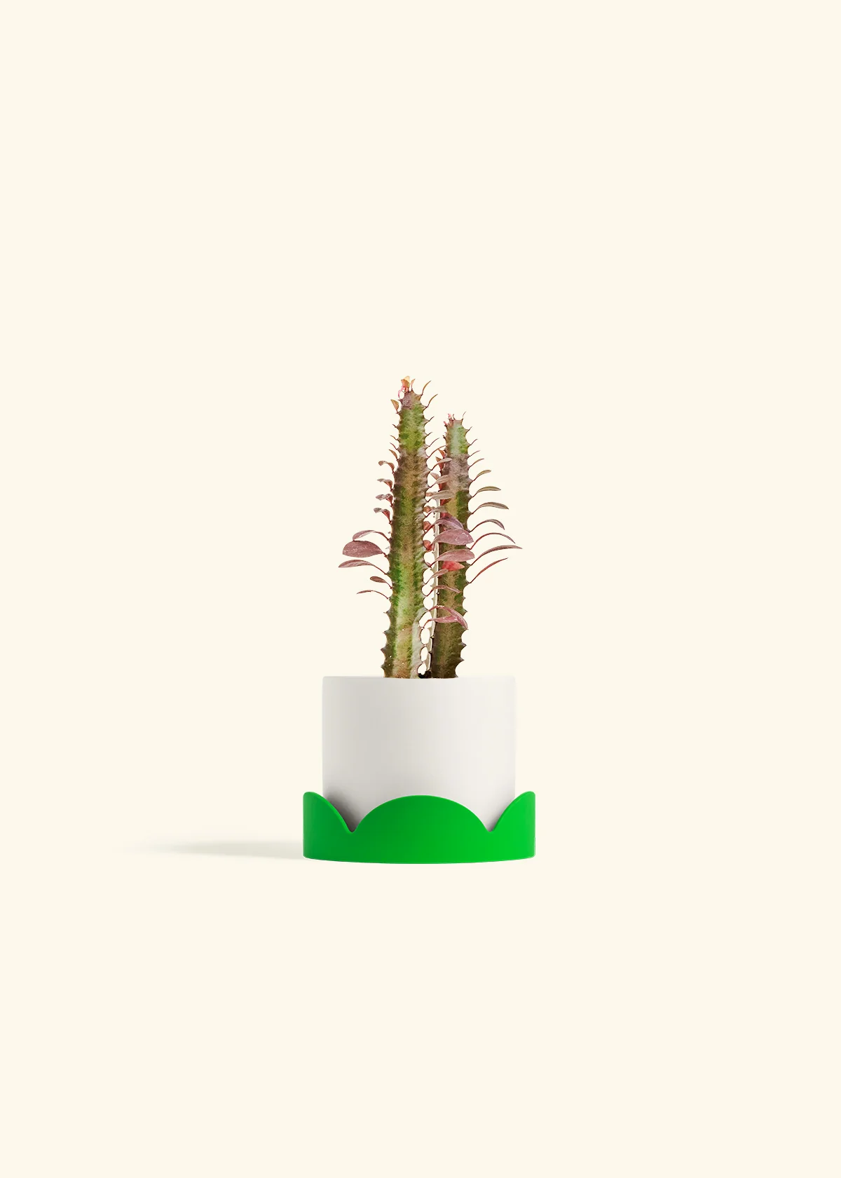 African Milk Tree - Image 21