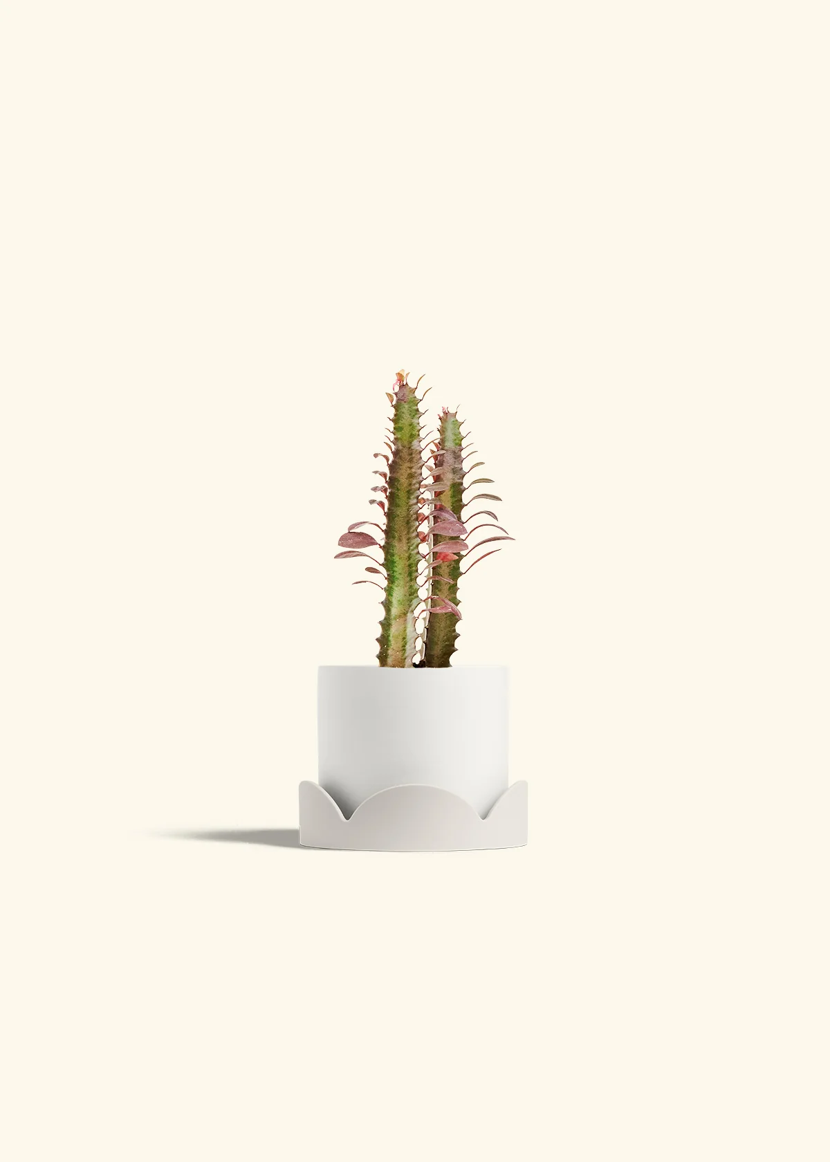 African Milk Tree - Image 22