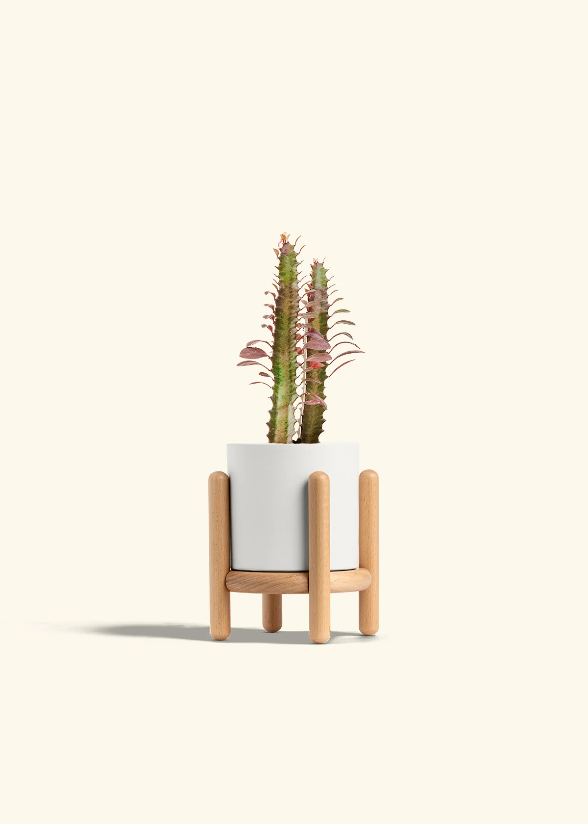 African Milk Tree - Image 23