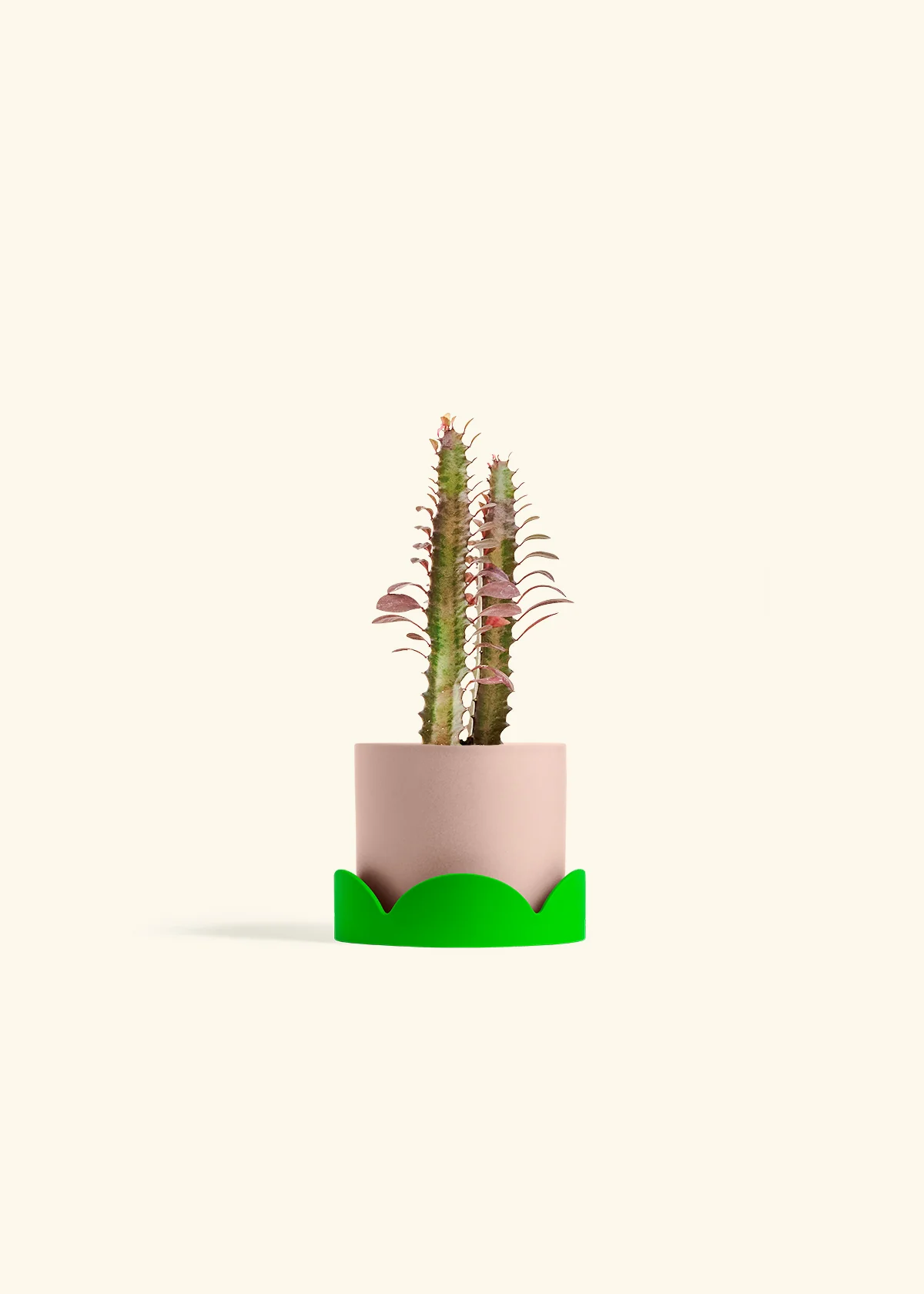 African Milk Tree - Image 25