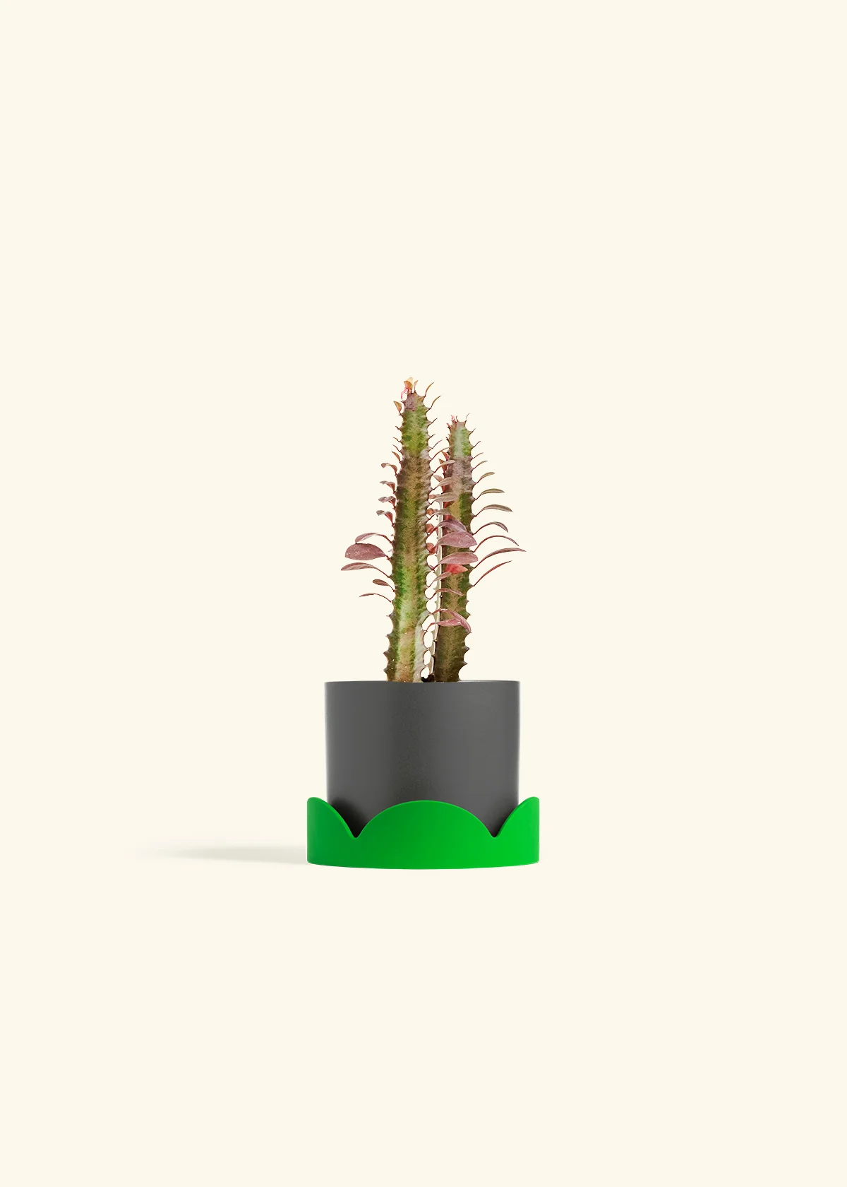 African Milk Tree - Image 29