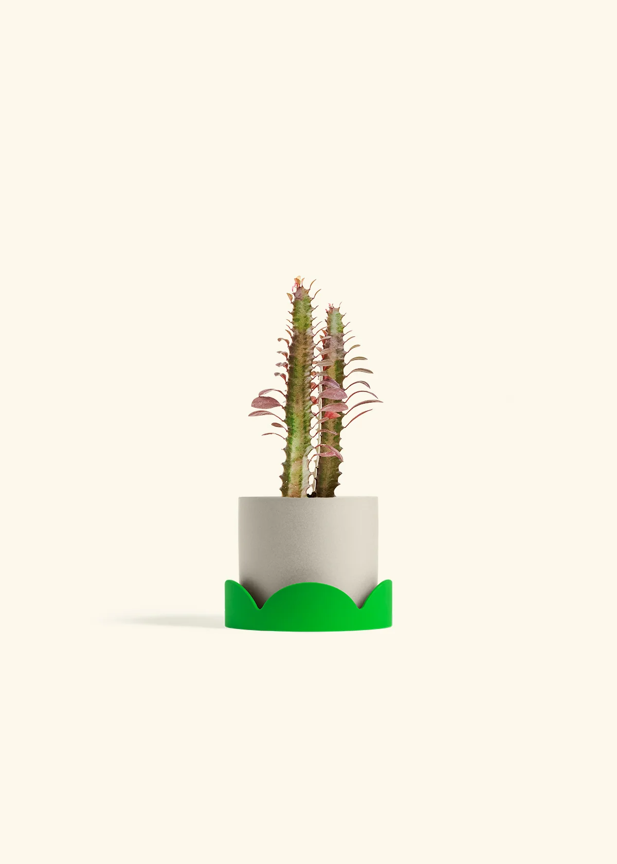 African Milk Tree - Image 33