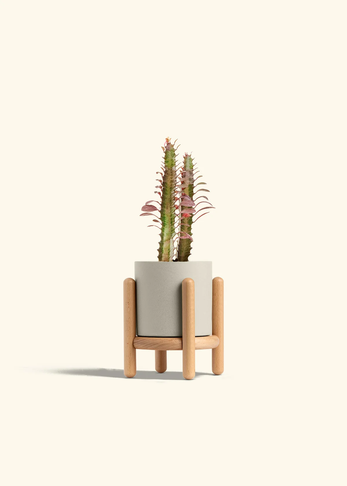 African Milk Tree - Image 35