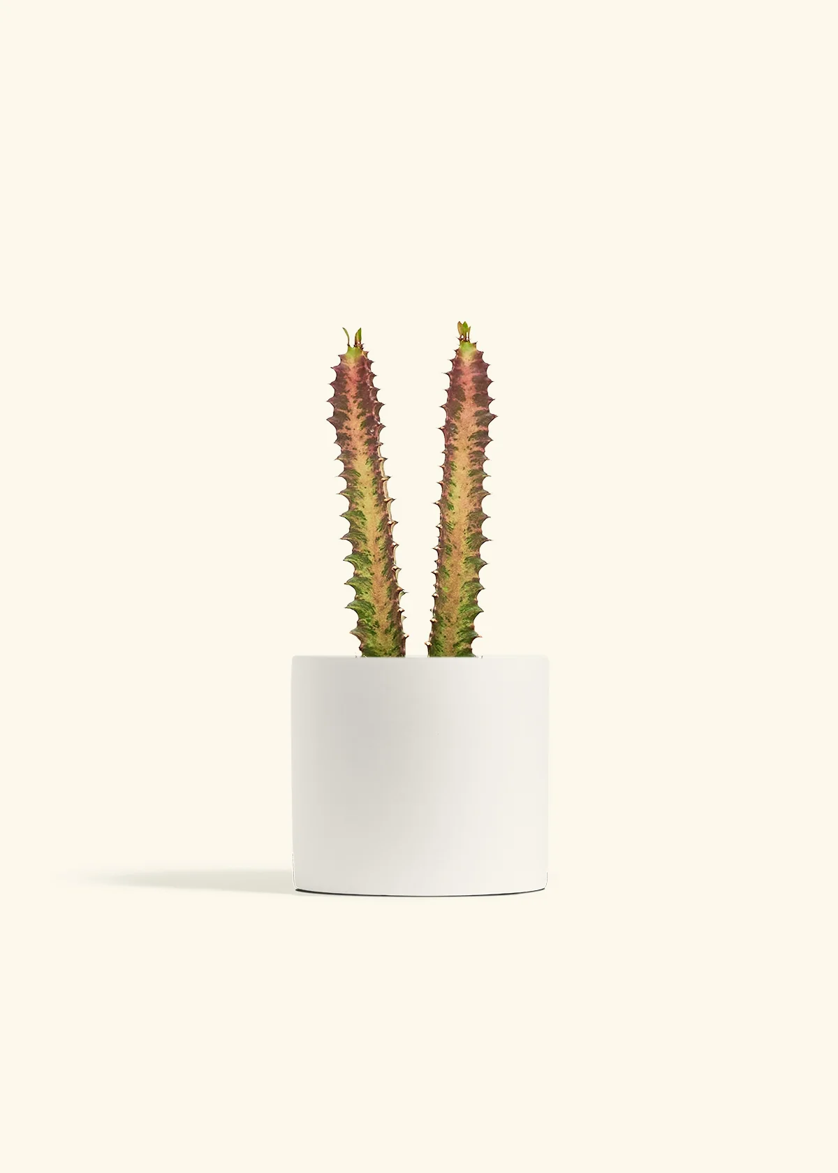 African Milk Tree - Image 42