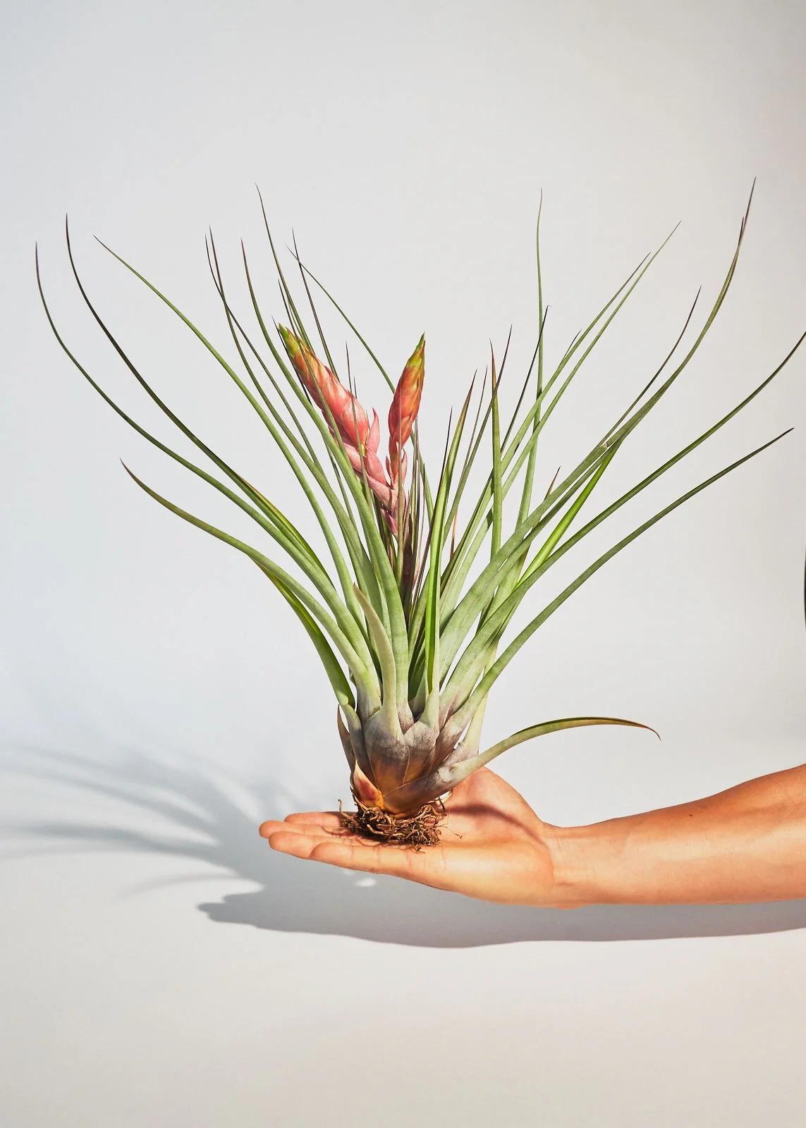 Giant Air Plant - Image 2