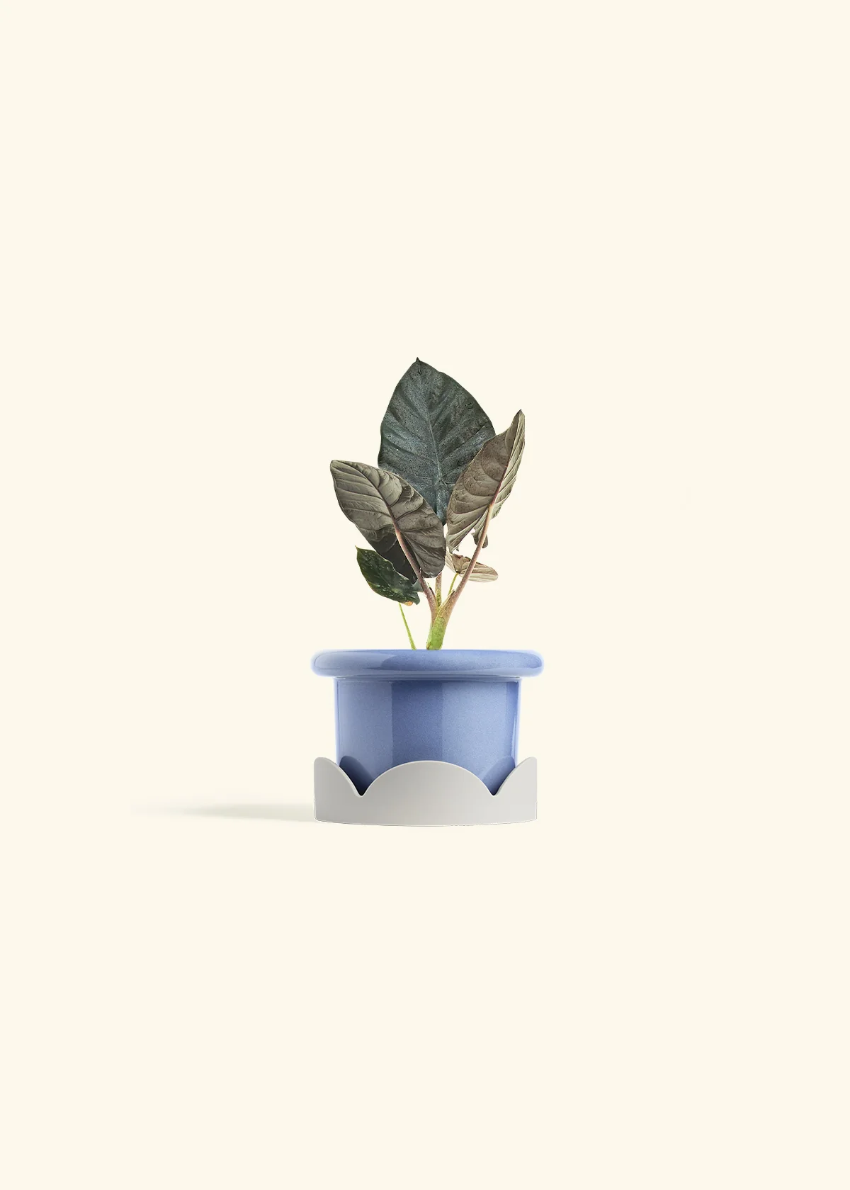 Alocasia 'Black Panther' - Image 10
