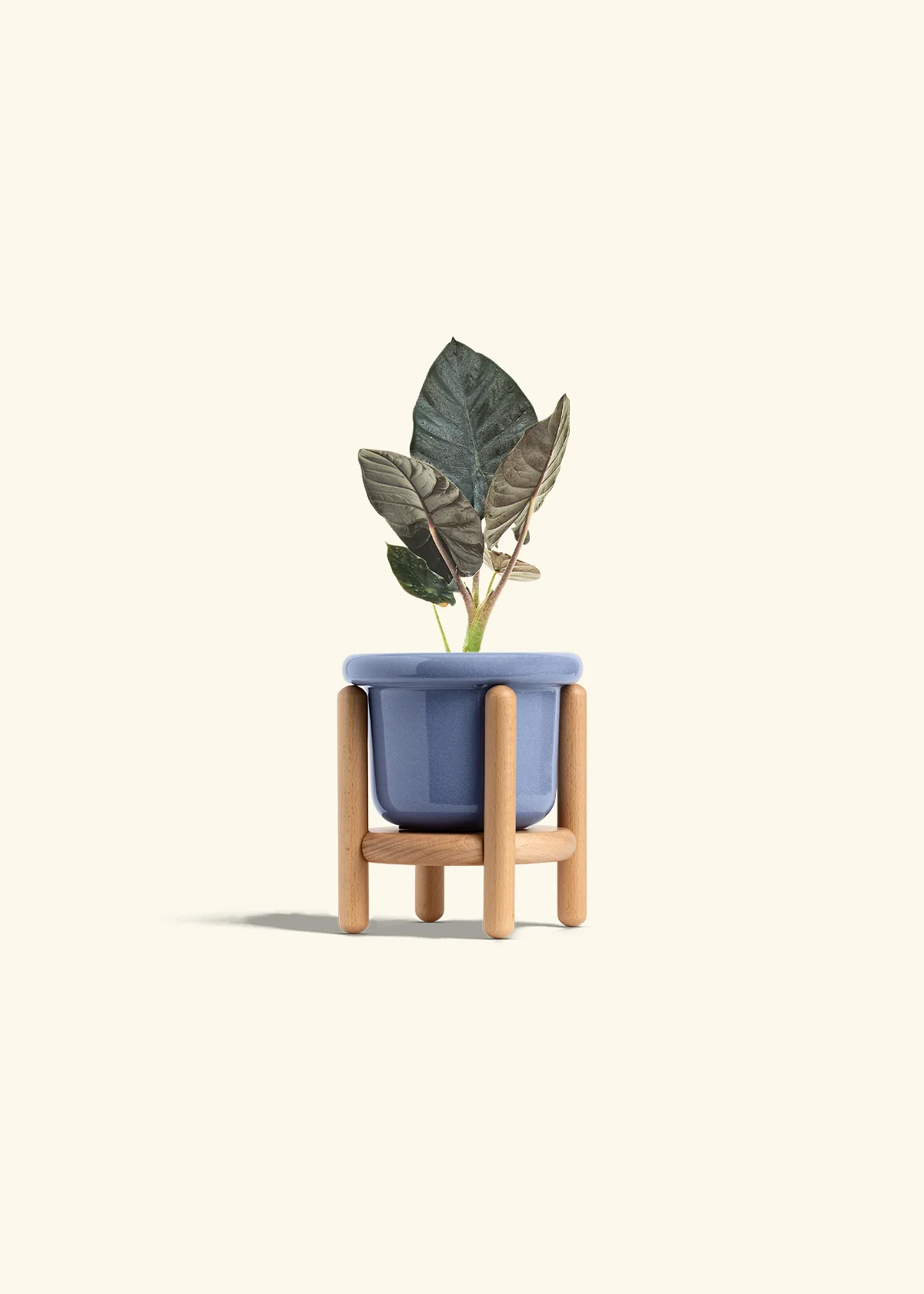 Alocasia 'Black Panther' - Image 11