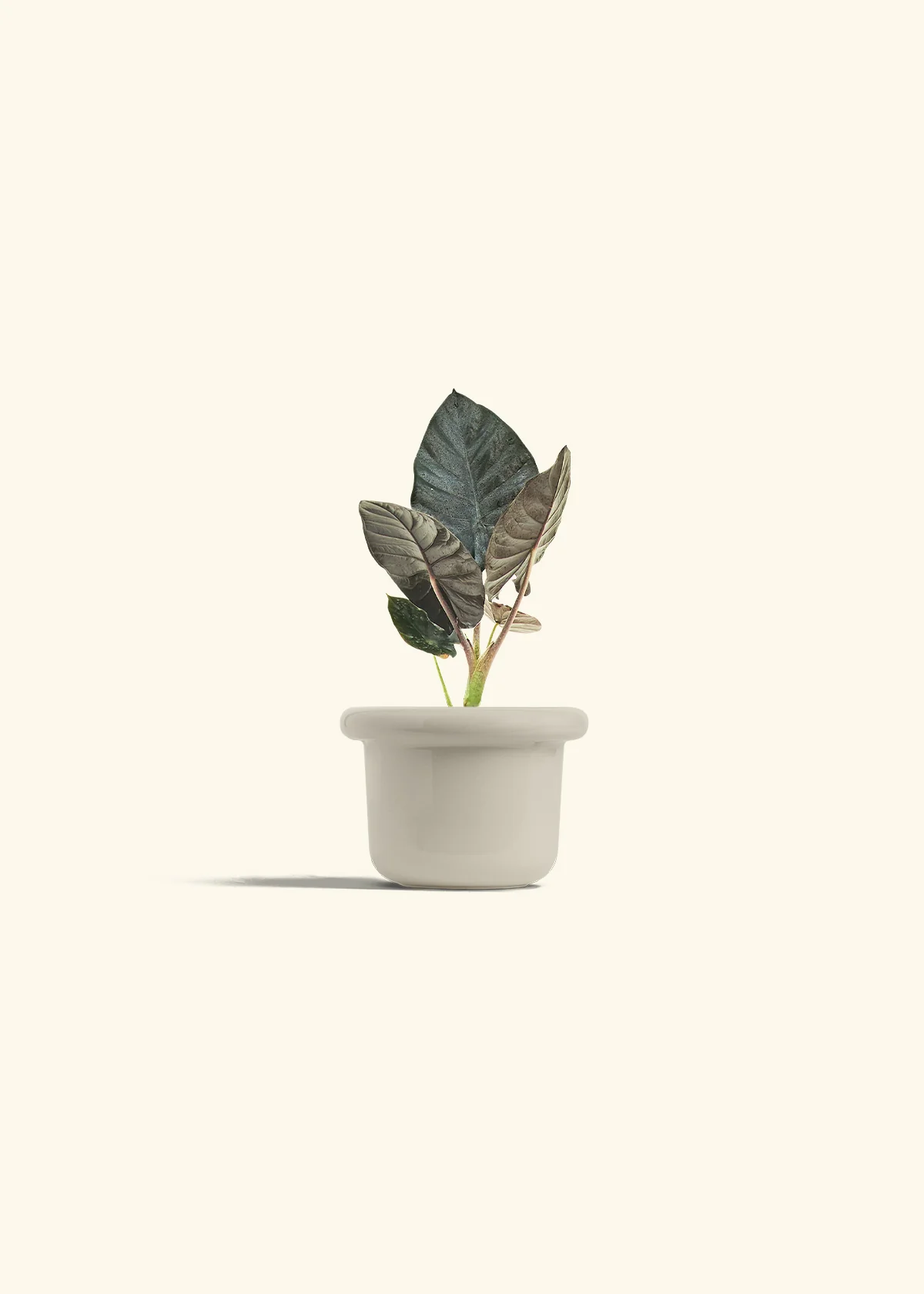 Alocasia 'Black Panther' - Image 16