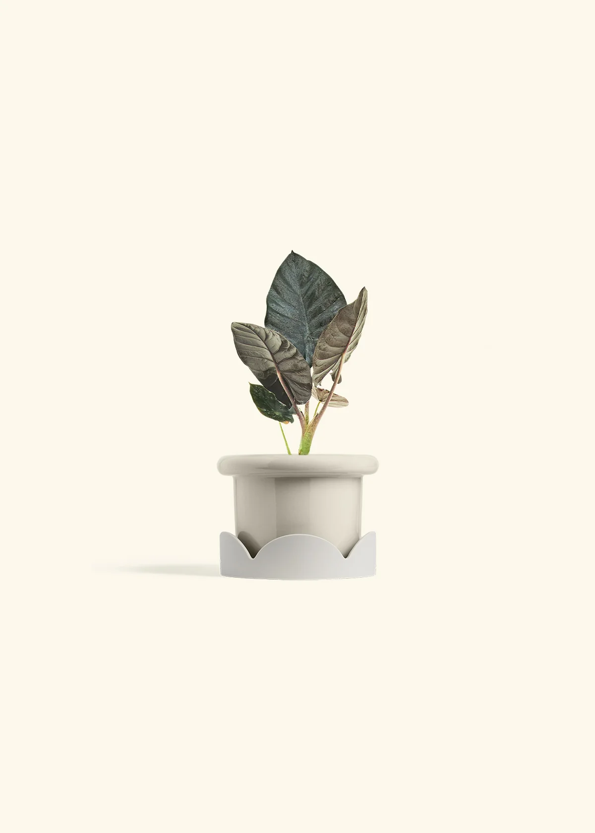 Alocasia 'Black Panther' - Image 18