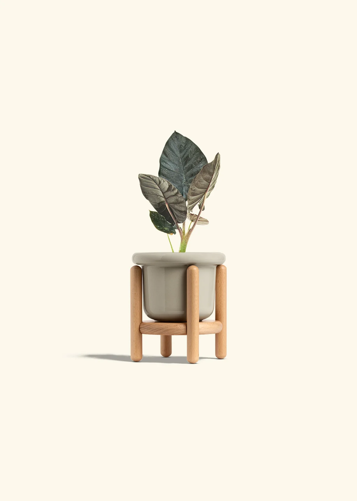 Alocasia 'Black Panther' - Image 19