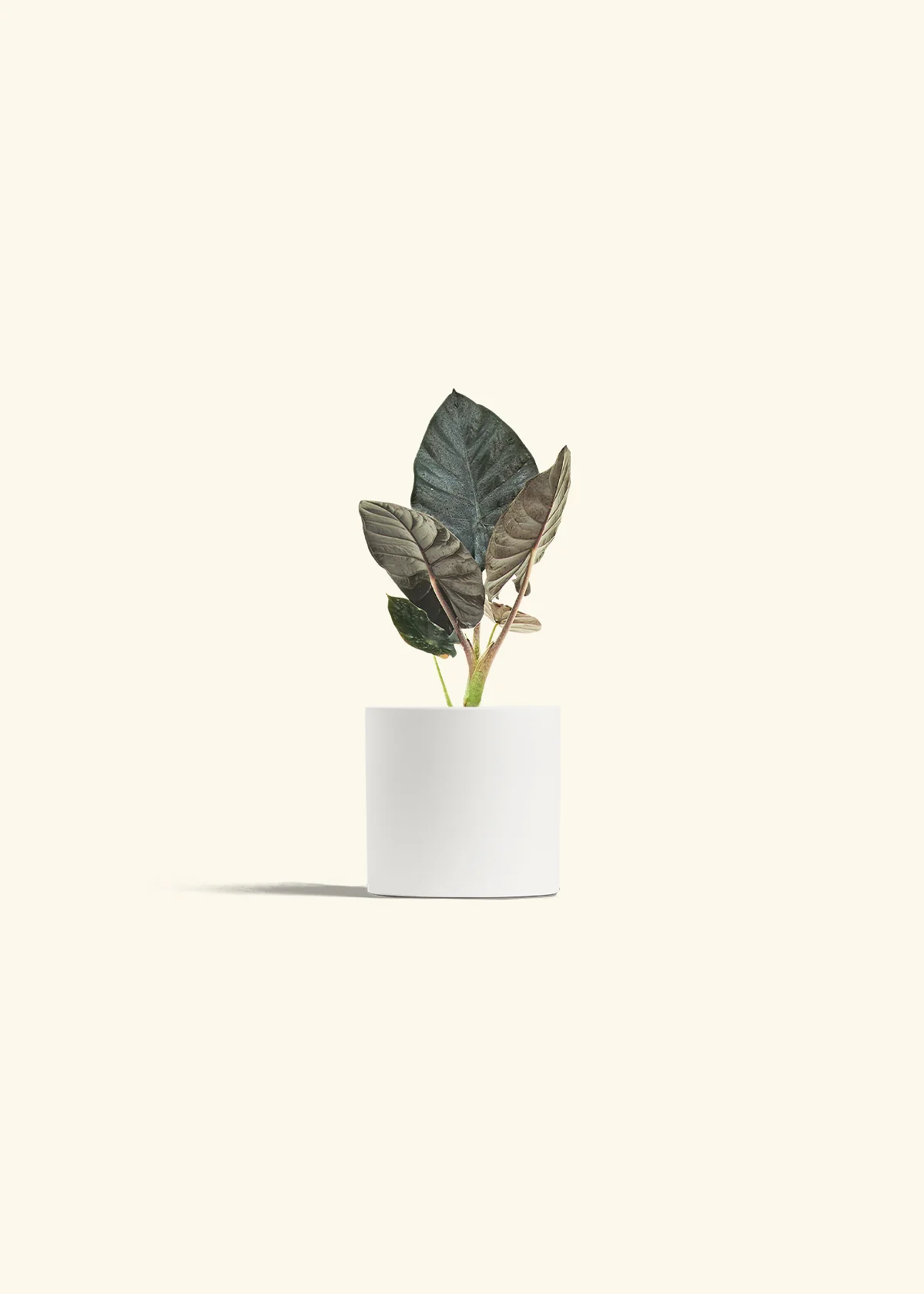 Alocasia 'Black Panther' - Image 20