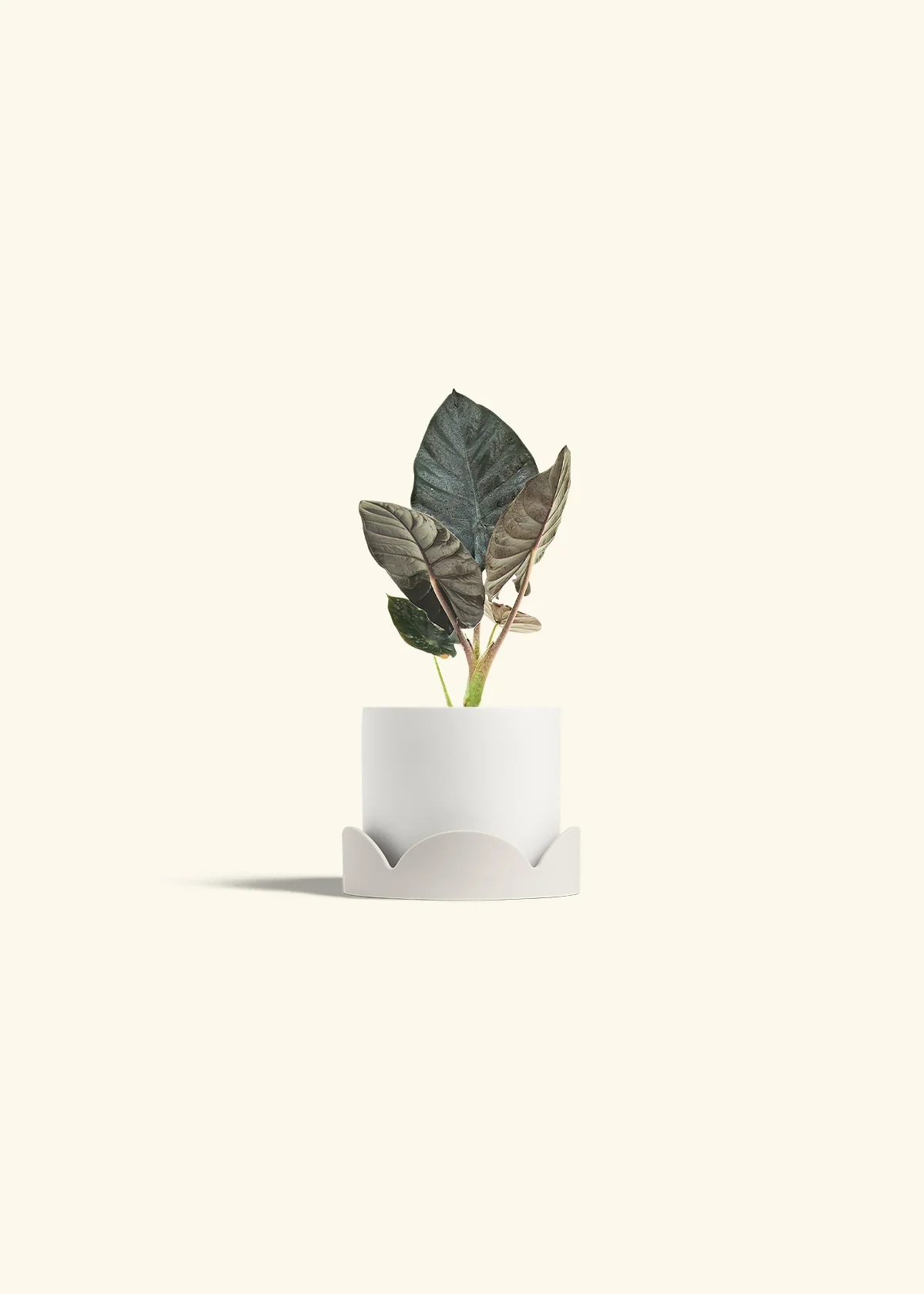 Alocasia 'Black Panther' - Image 22