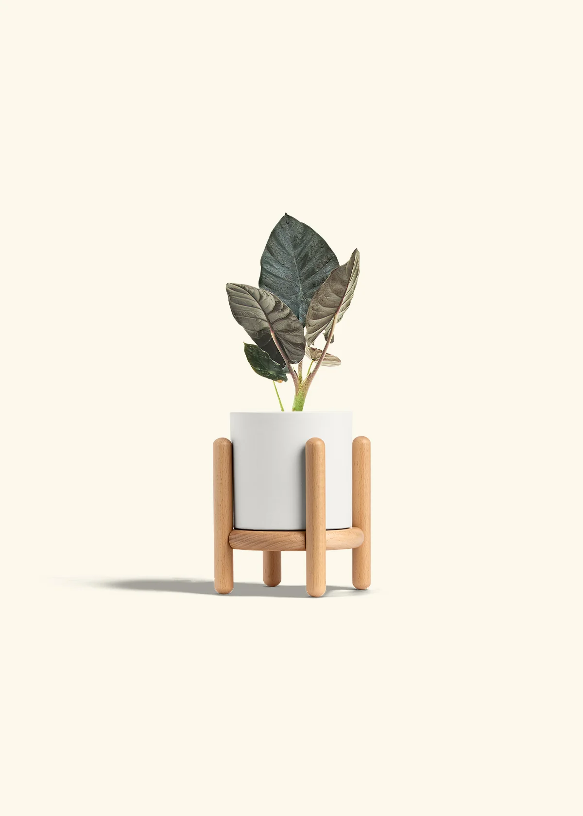 Alocasia 'Black Panther' - Image 23