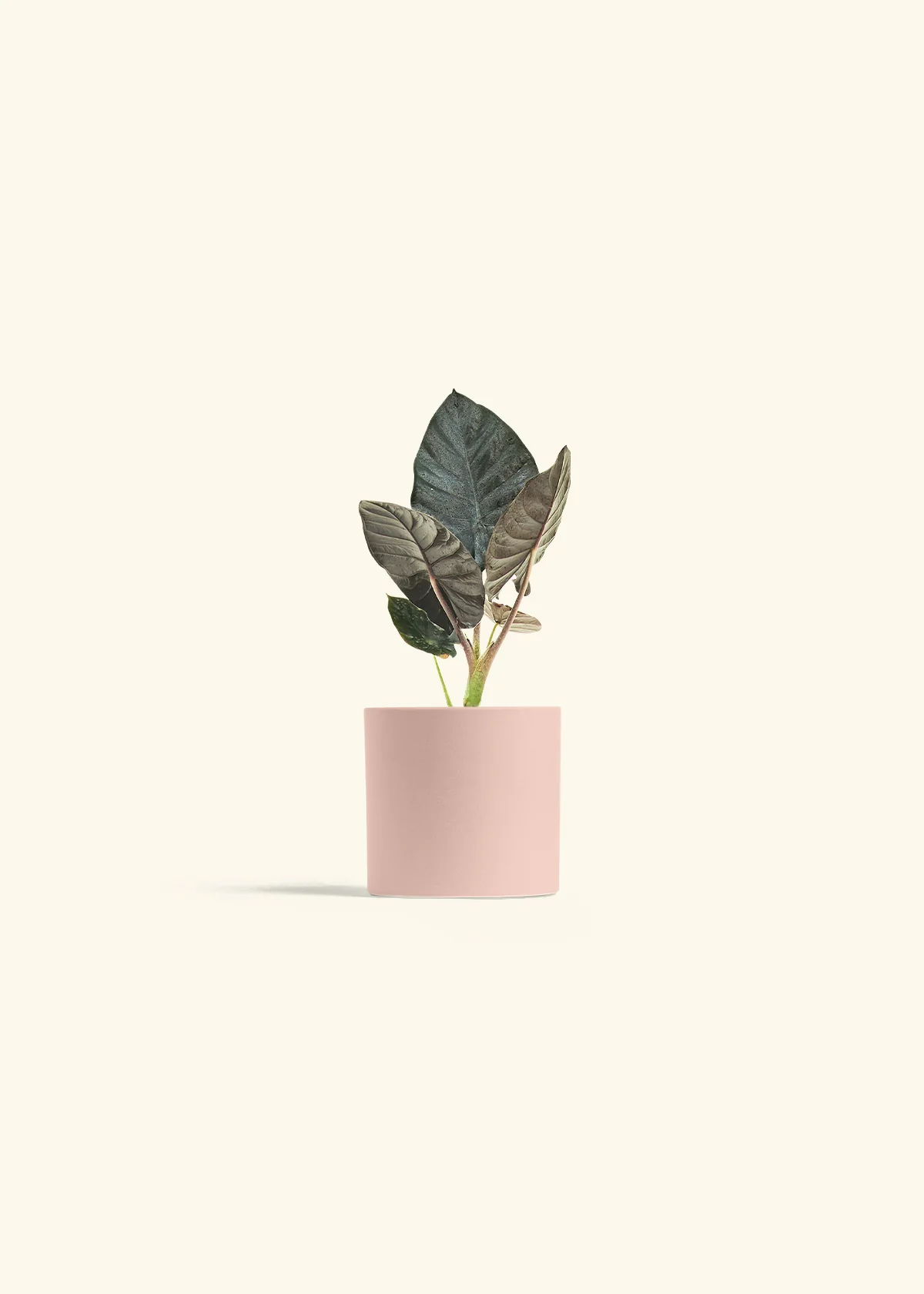 Alocasia 'Black Panther' - Image 24
