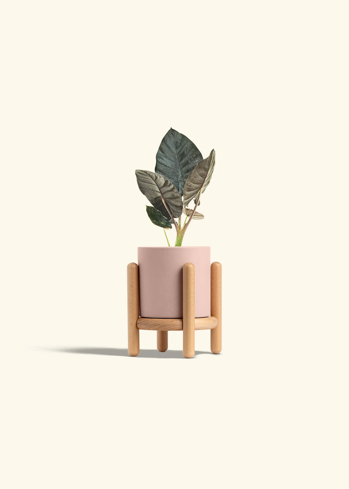 Alocasia 'Black Panther' - Image 27