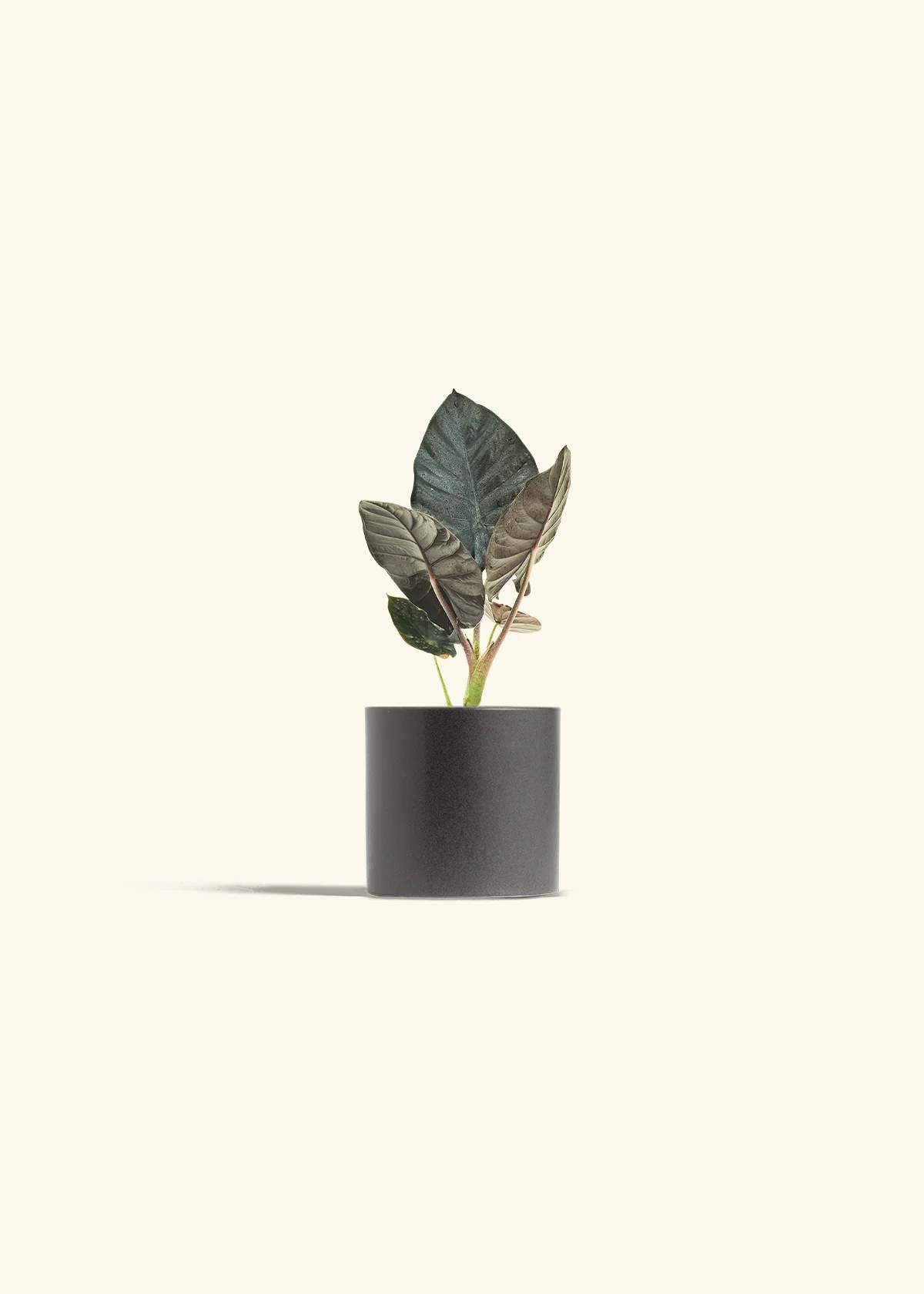 Alocasia 'Black Panther' - Image 28