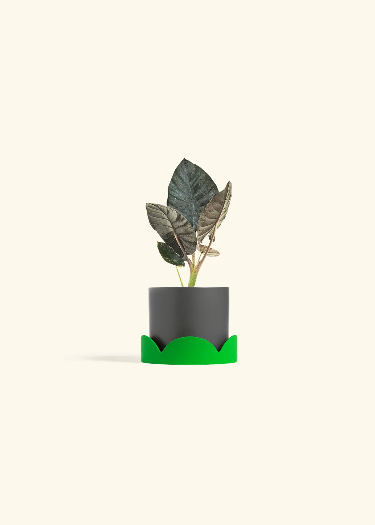 Alocasia 'Black Panther' - Image 29
