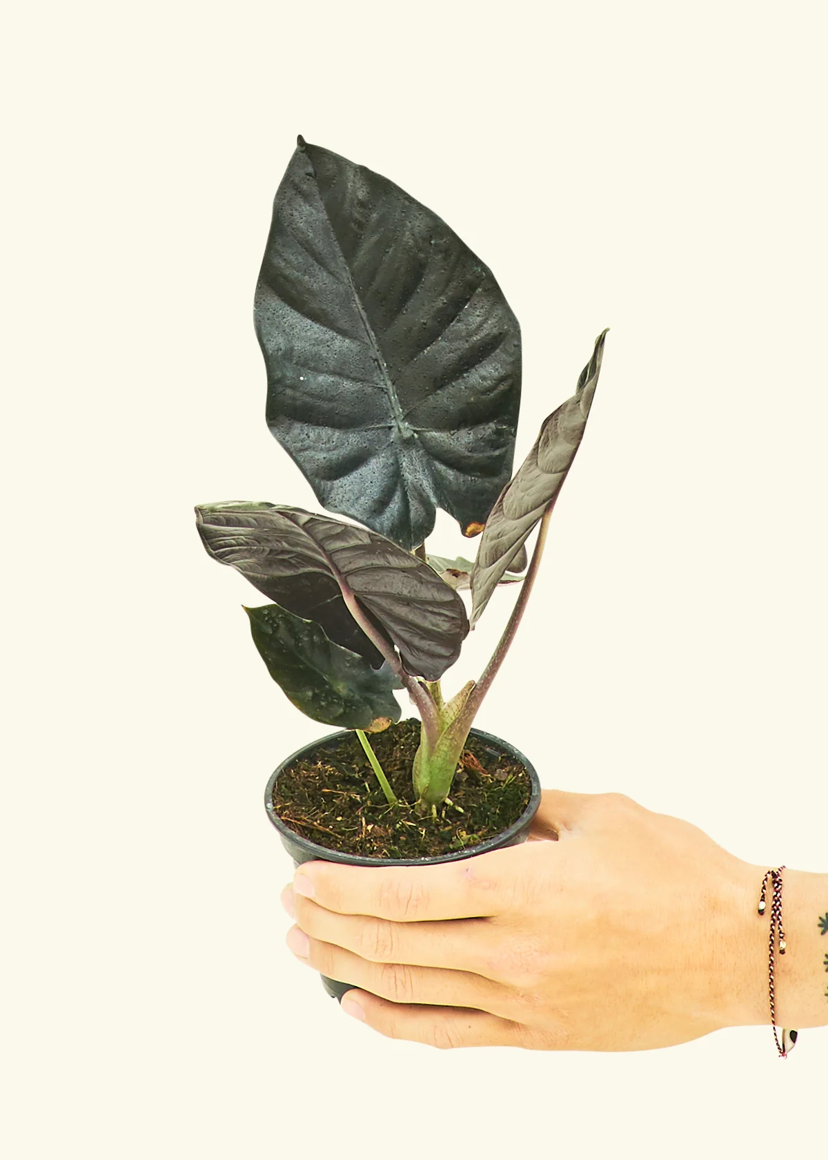 Alocasia 'Black Panther' - Image 3