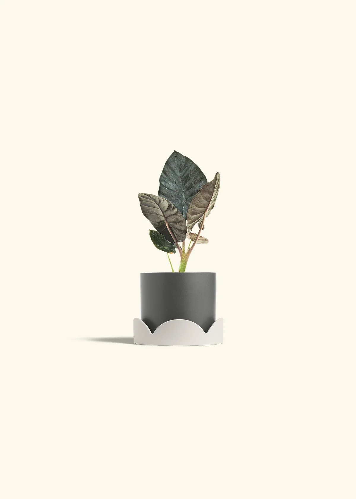 Alocasia 'Black Panther' - Image 30