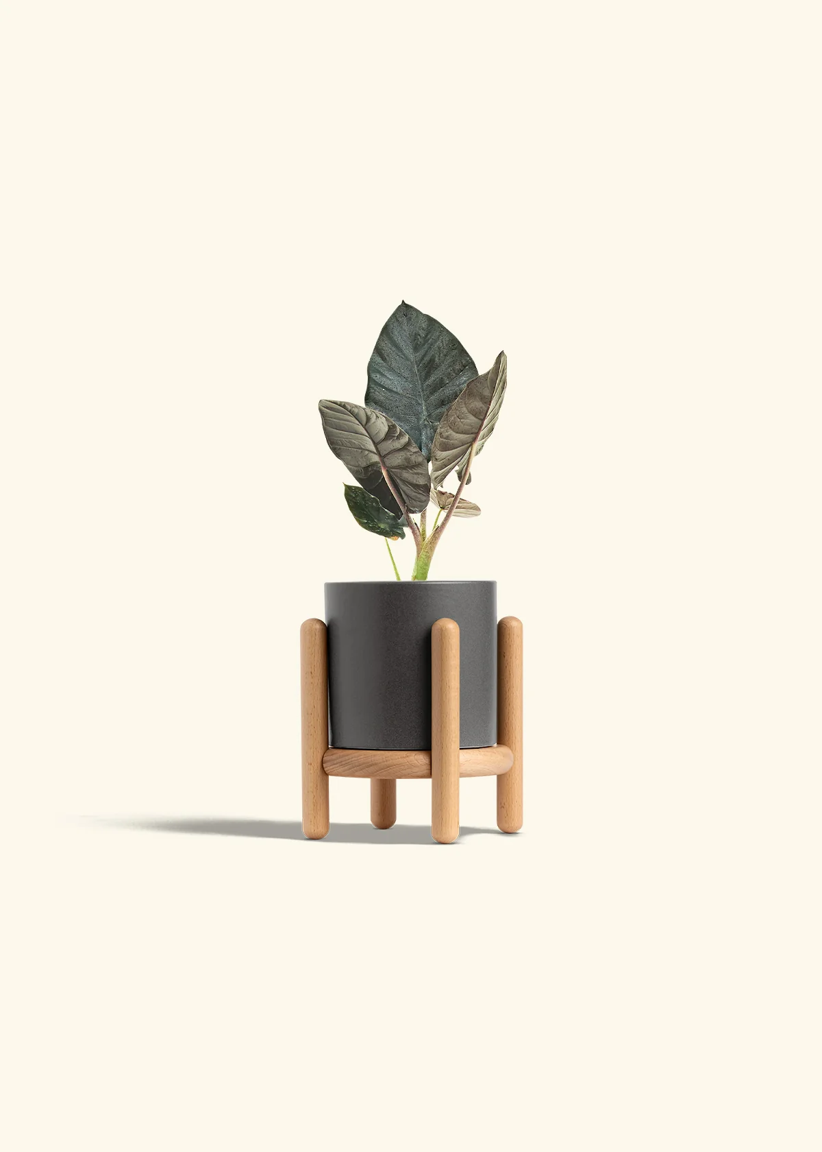 Alocasia 'Black Panther' - Image 31