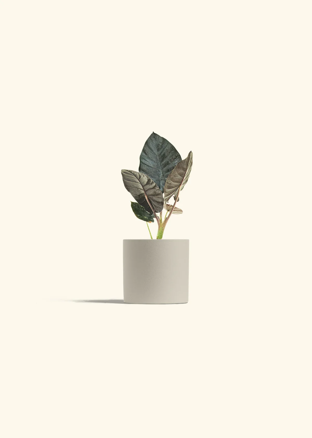 Alocasia 'Black Panther' - Image 32