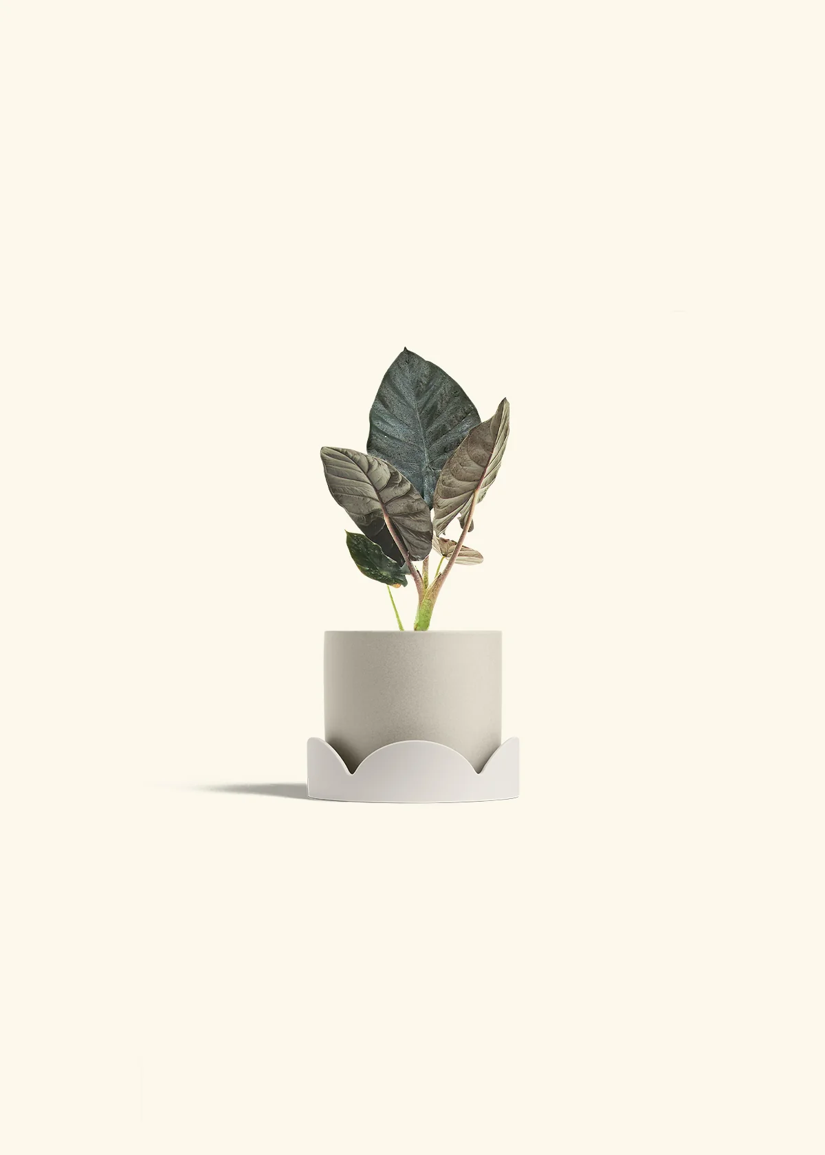 Alocasia 'Black Panther' - Image 34