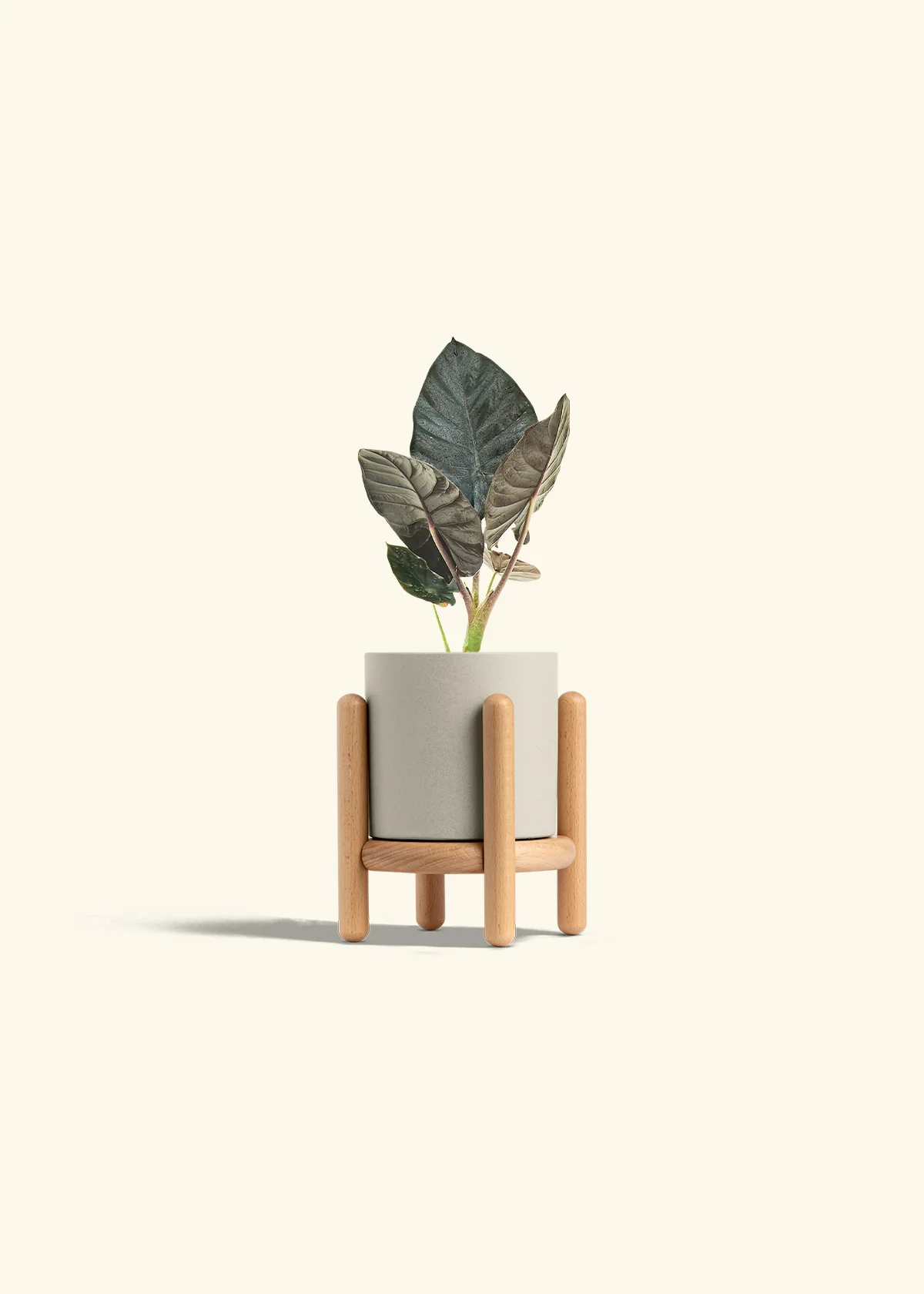 Alocasia 'Black Panther' - Image 35