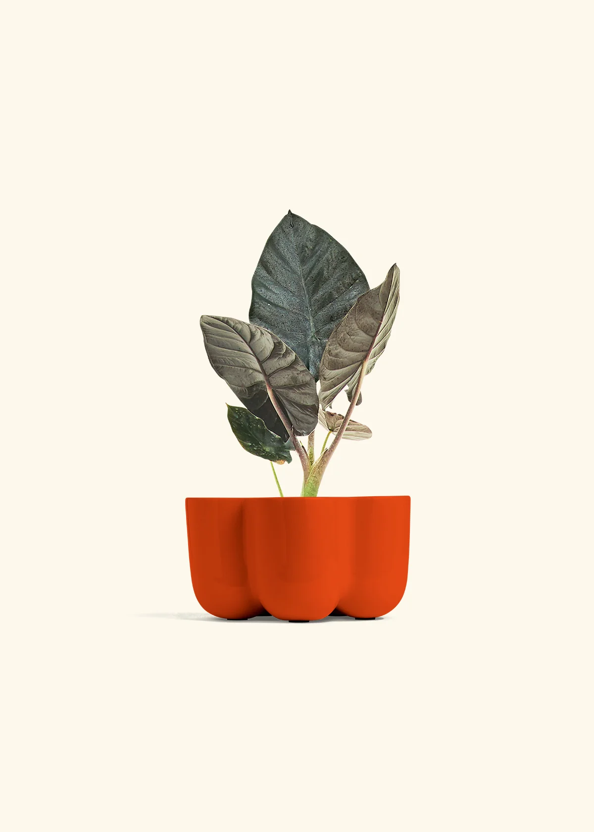 Alocasia 'Black Panther' - Image 36
