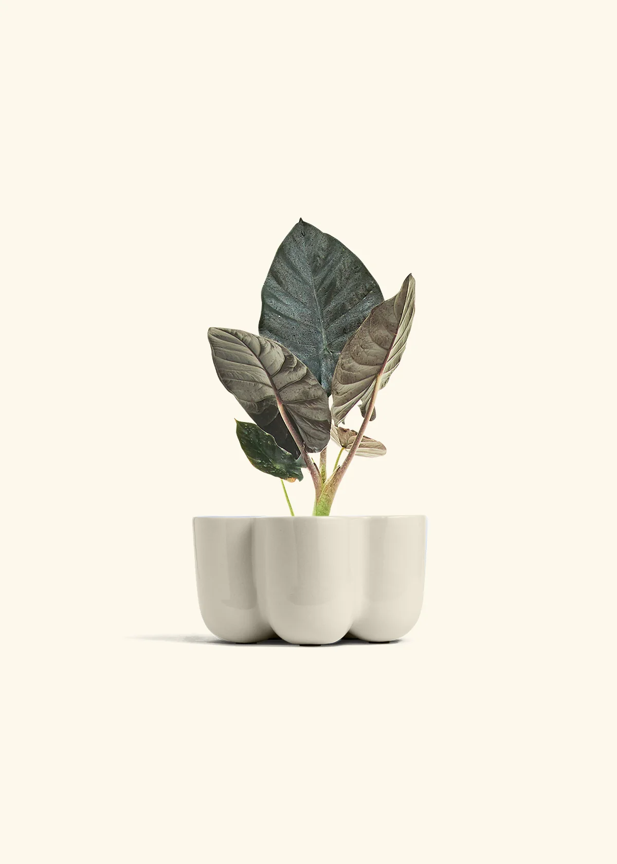Alocasia 'Black Panther' - Image 38