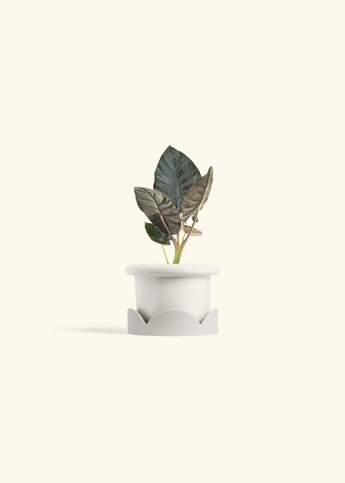 Alocasia 'Black Panther' - Image 6