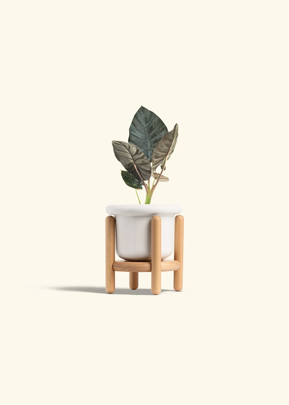 Alocasia 'Black Panther' - Image 7