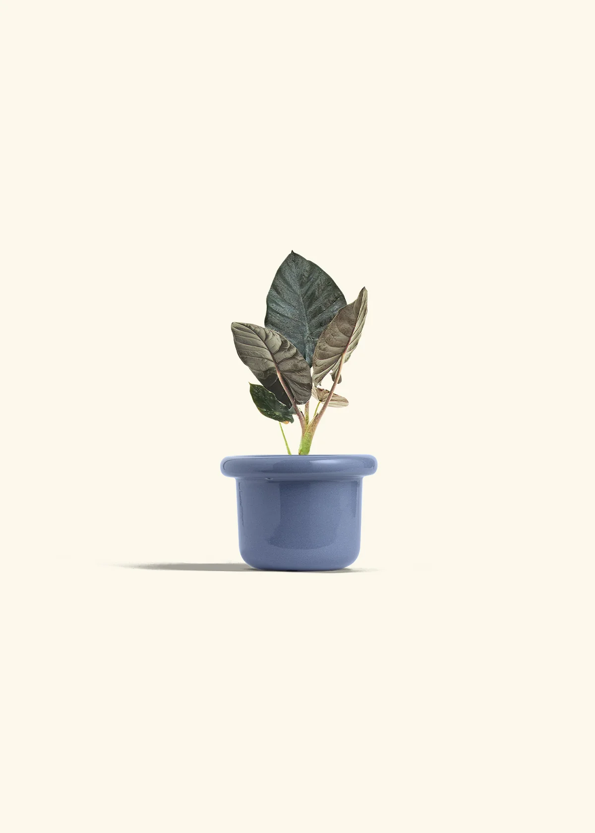 Alocasia 'Black Panther' - Image 8