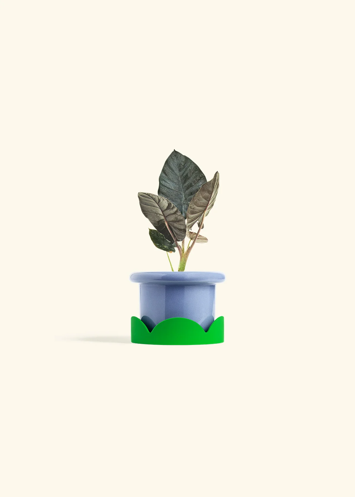 Alocasia 'Black Panther' - Image 9