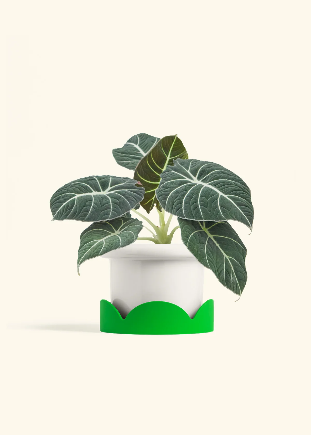 Alocasia Black Velvet - Image 10