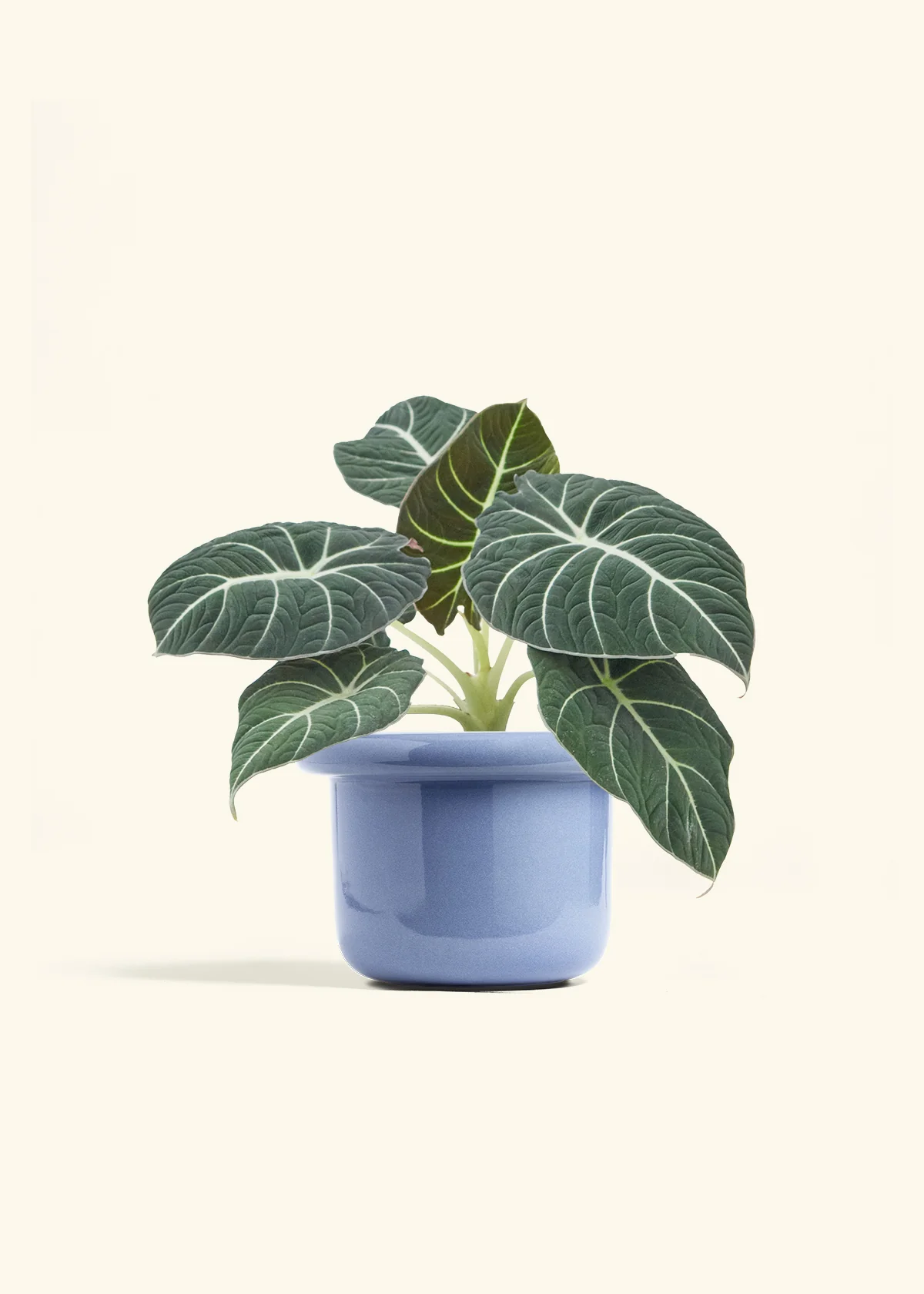 Alocasia Black Velvet - Image 13