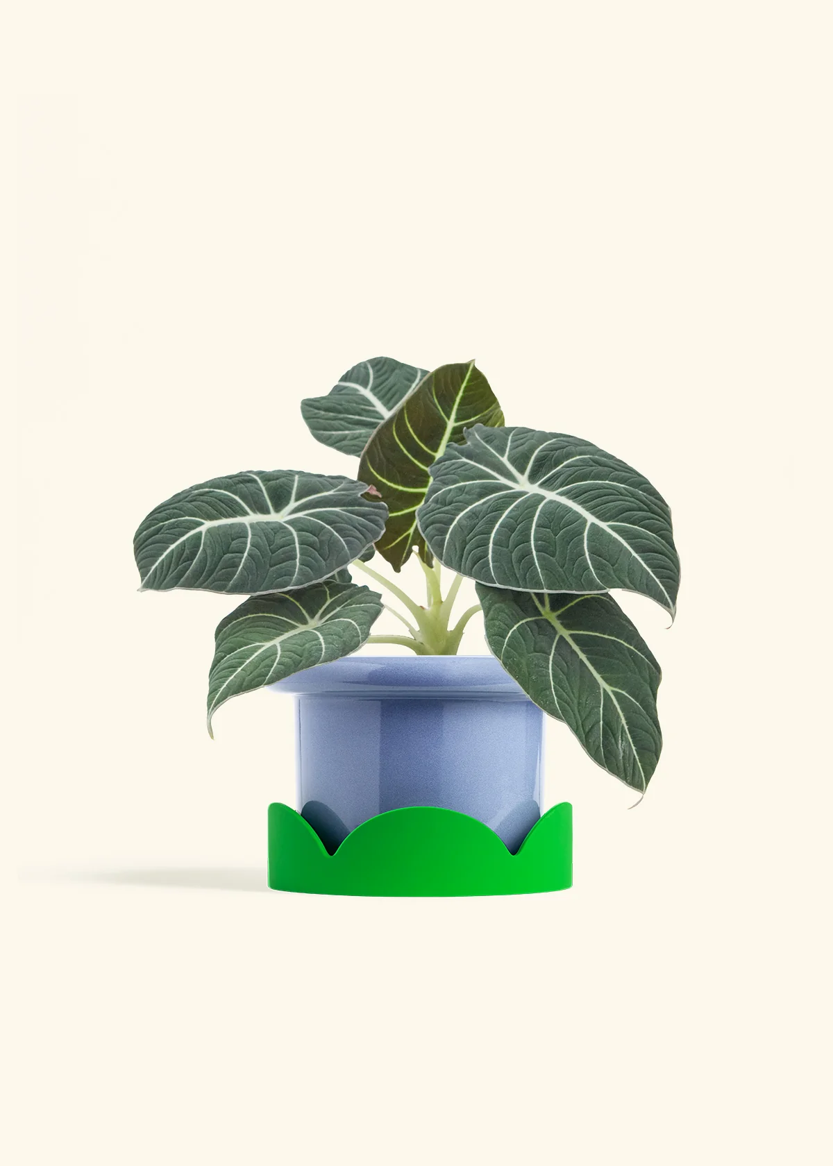 Alocasia Black Velvet - Image 14