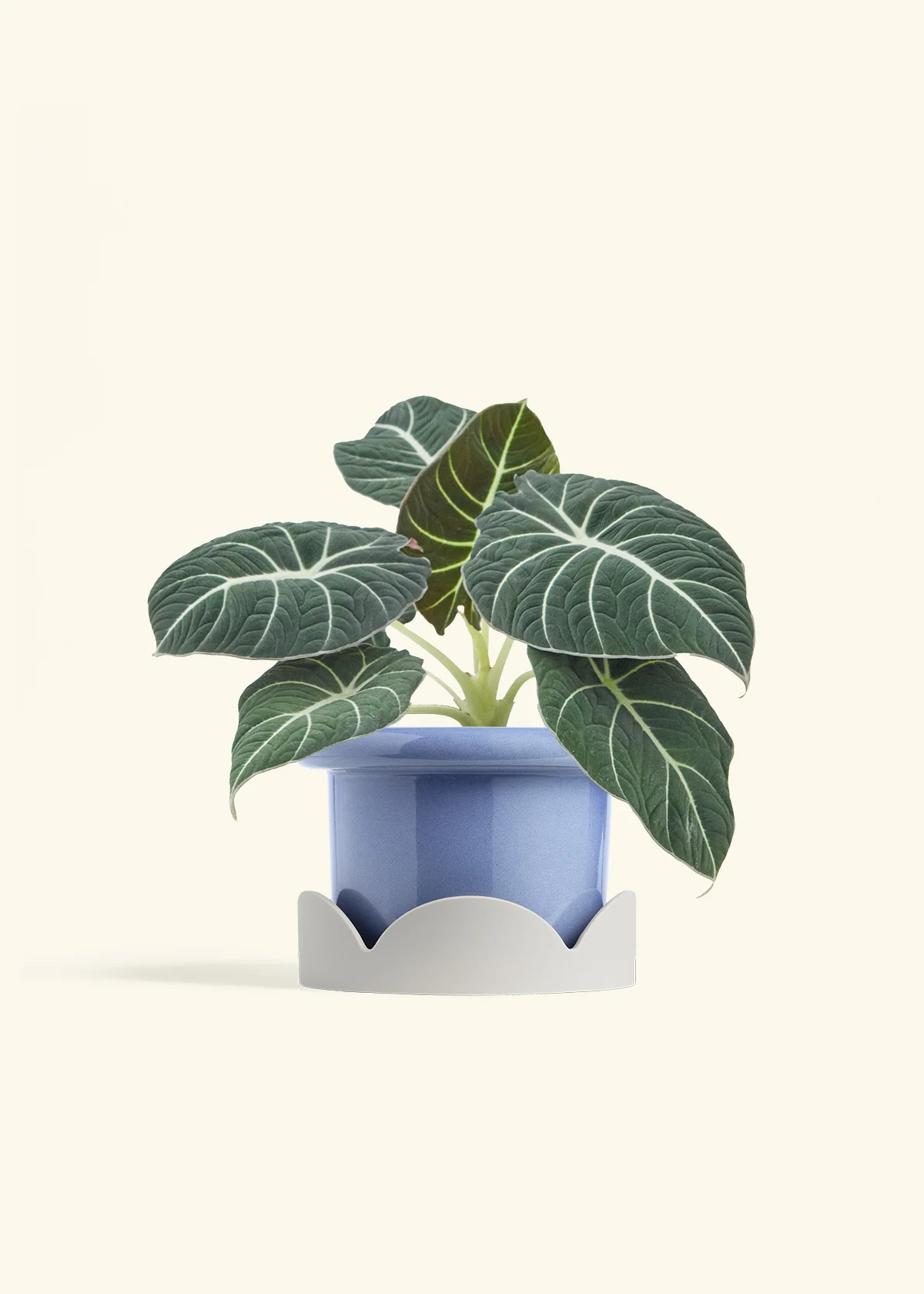 Alocasia Black Velvet - Image 15