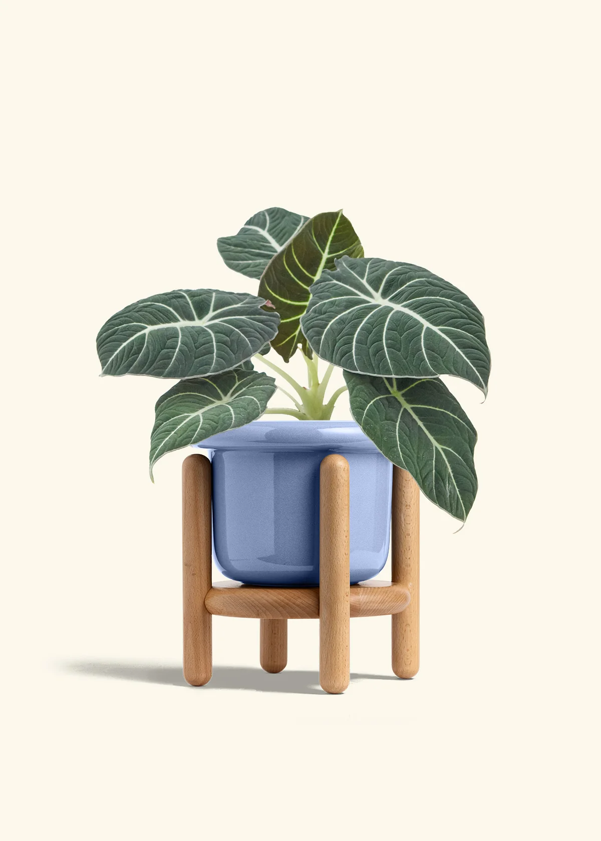 Alocasia Black Velvet - Image 16