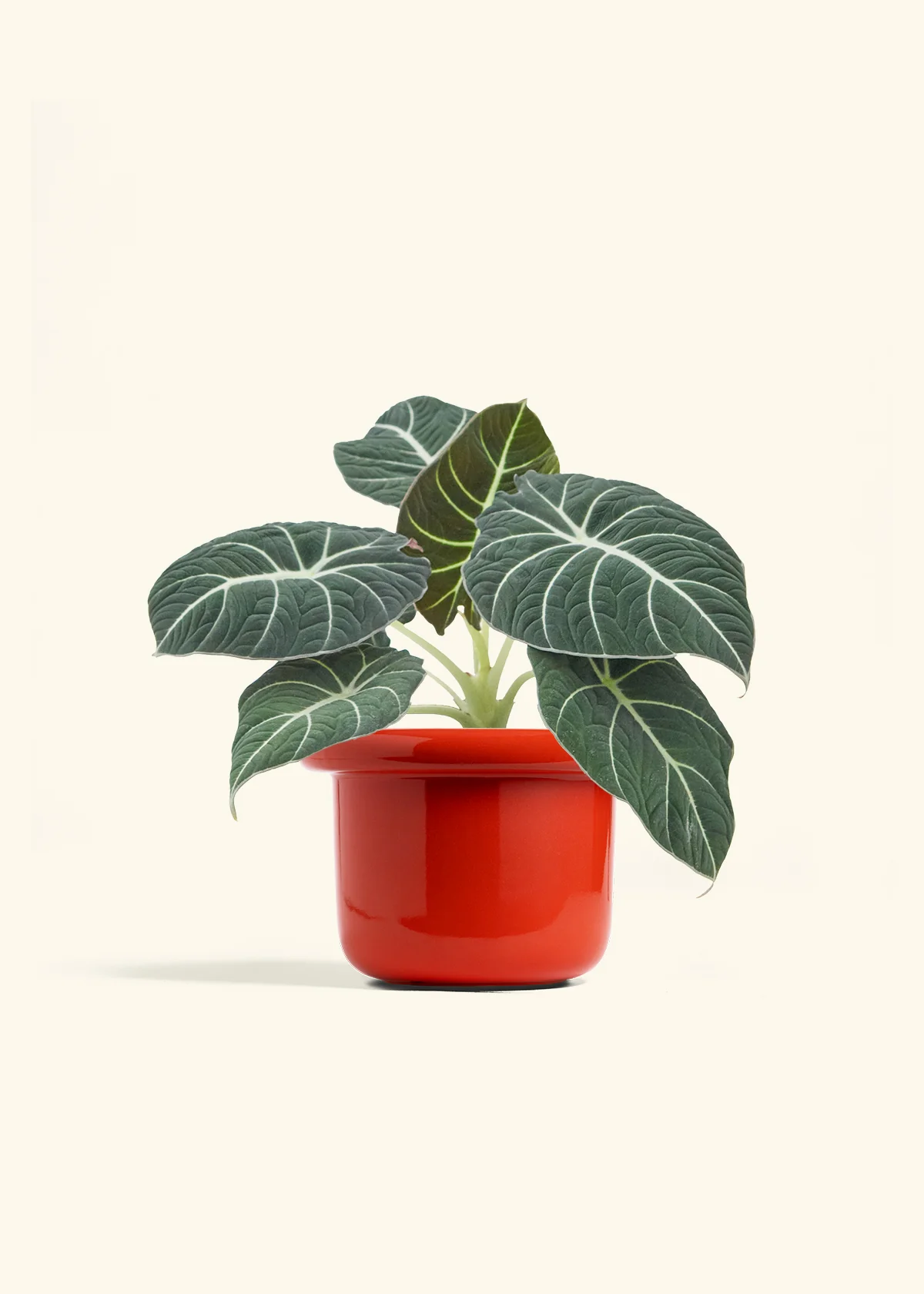 Alocasia Black Velvet - Image 17