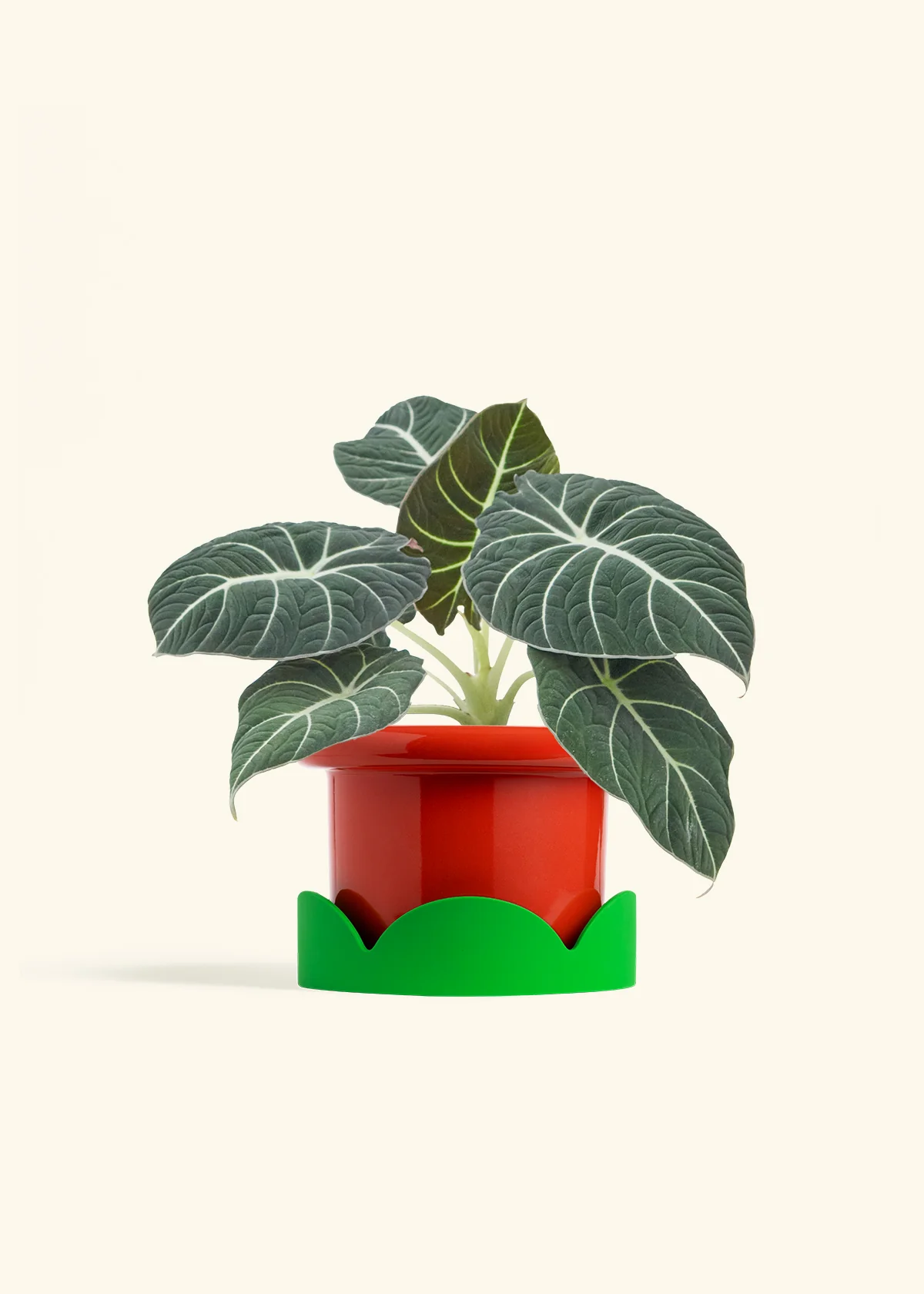 Alocasia Black Velvet - Image 18