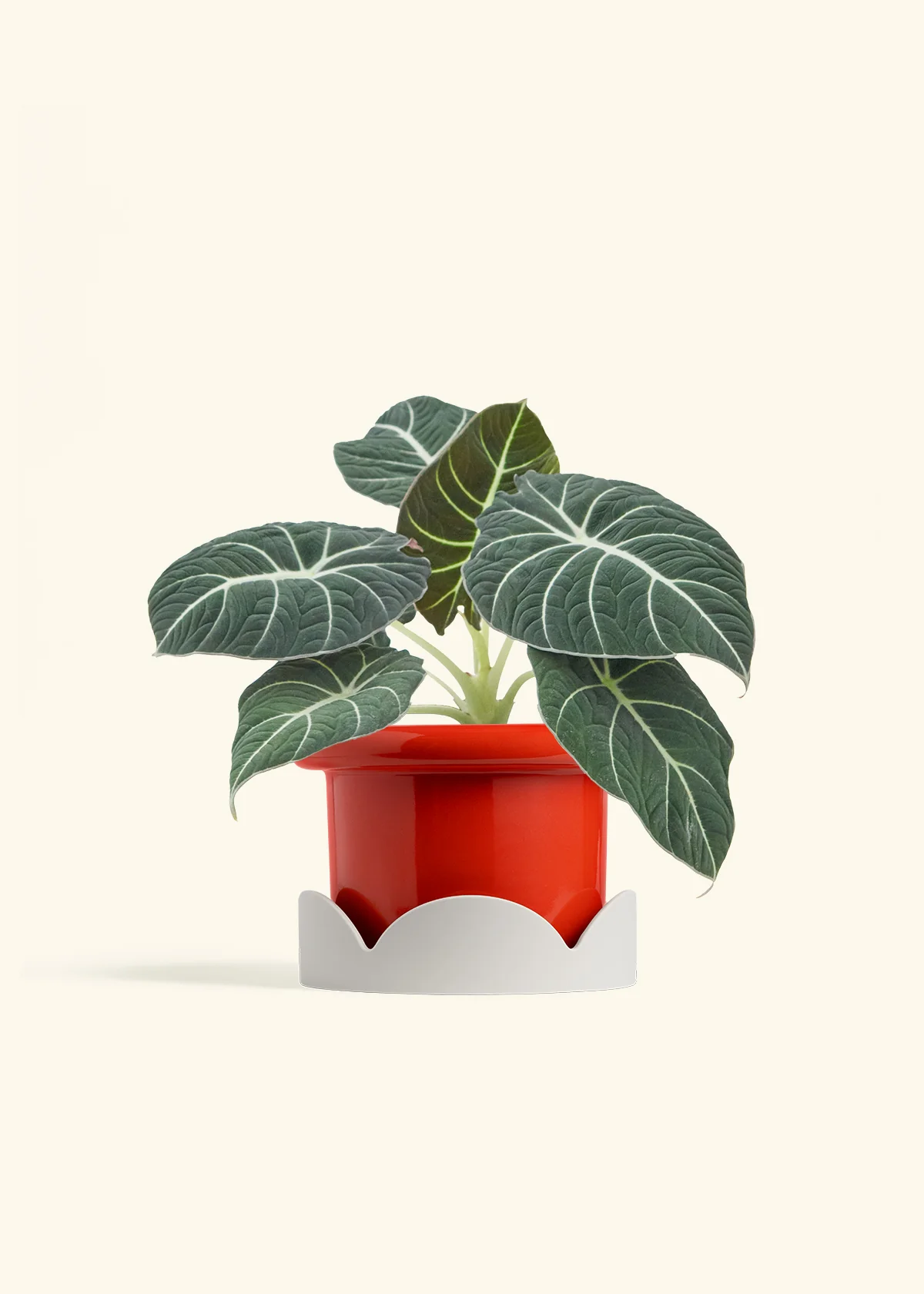 Alocasia Black Velvet - Image 19