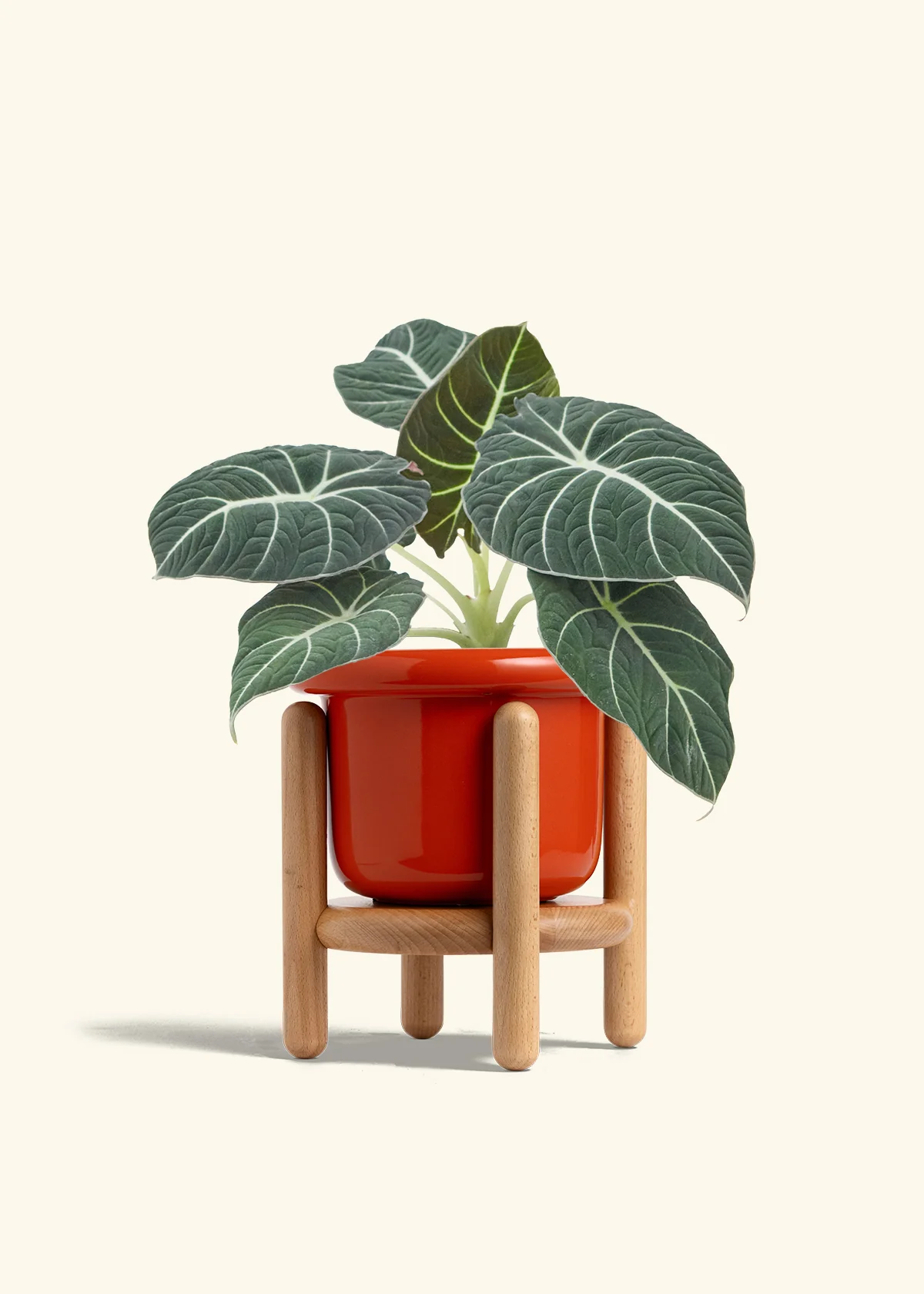 Alocasia Black Velvet - Image 20