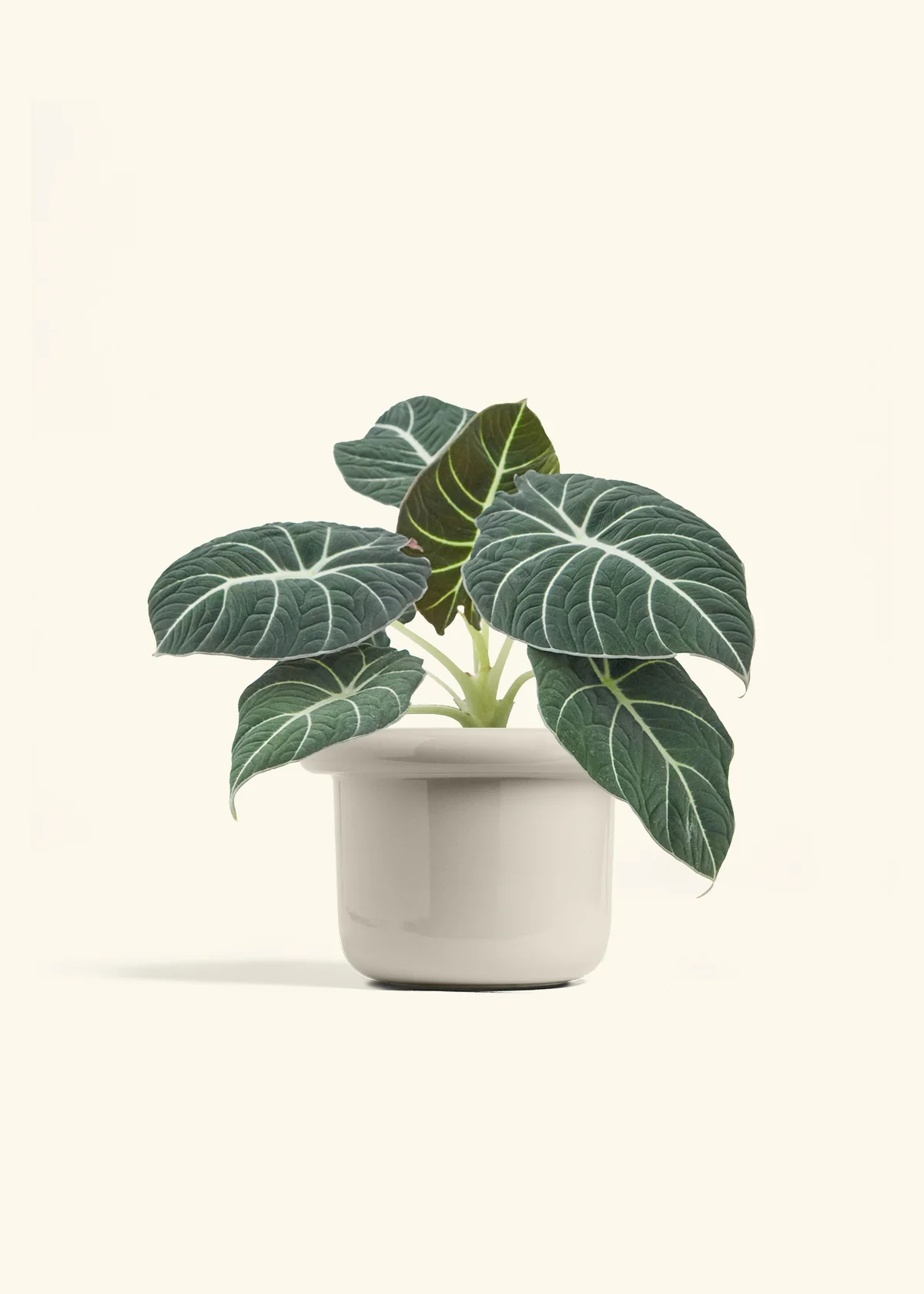 Alocasia Black Velvet - Image 21